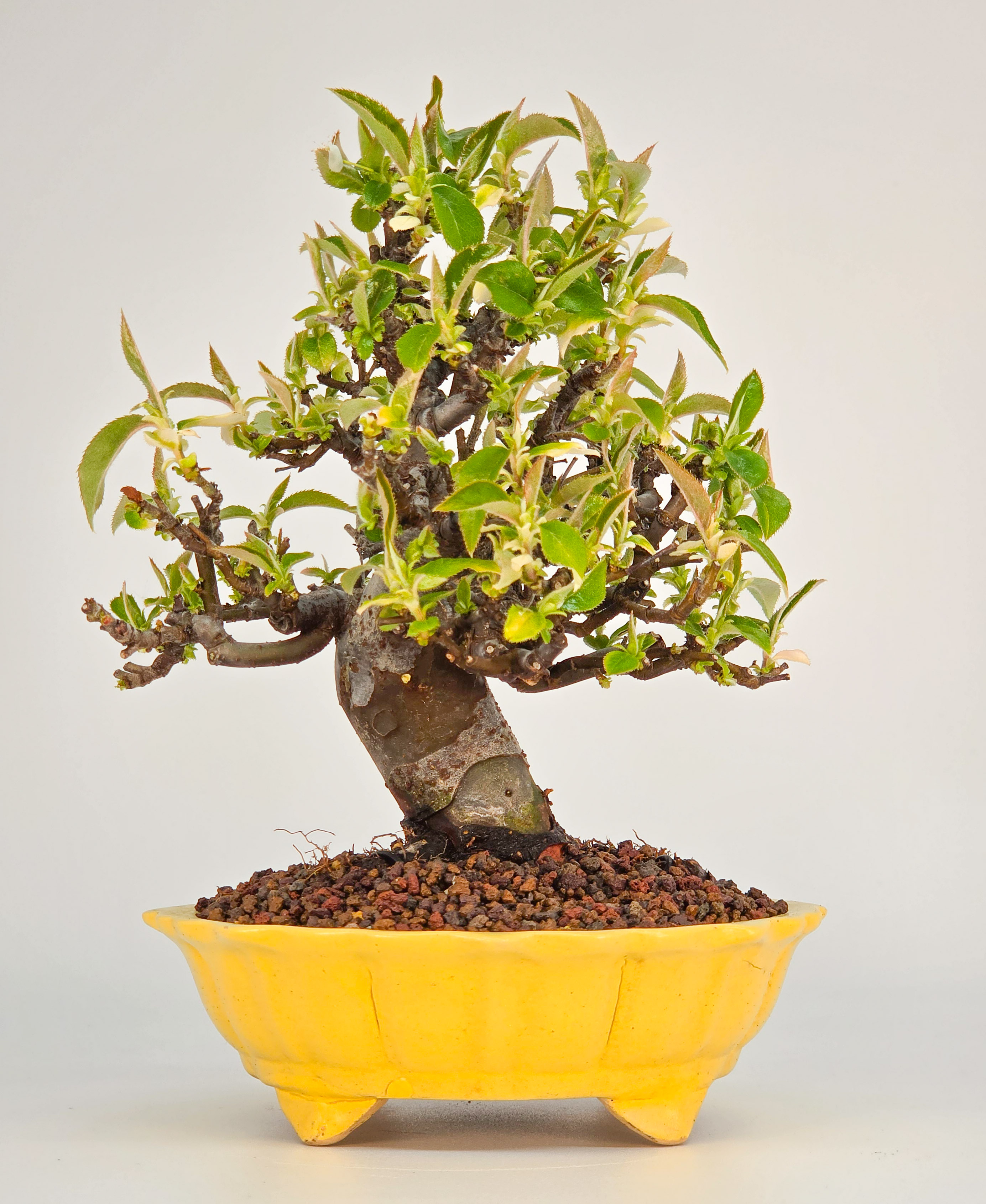 Bonsai Quitte - Pseudocydonia sinensis Shohin 12cm