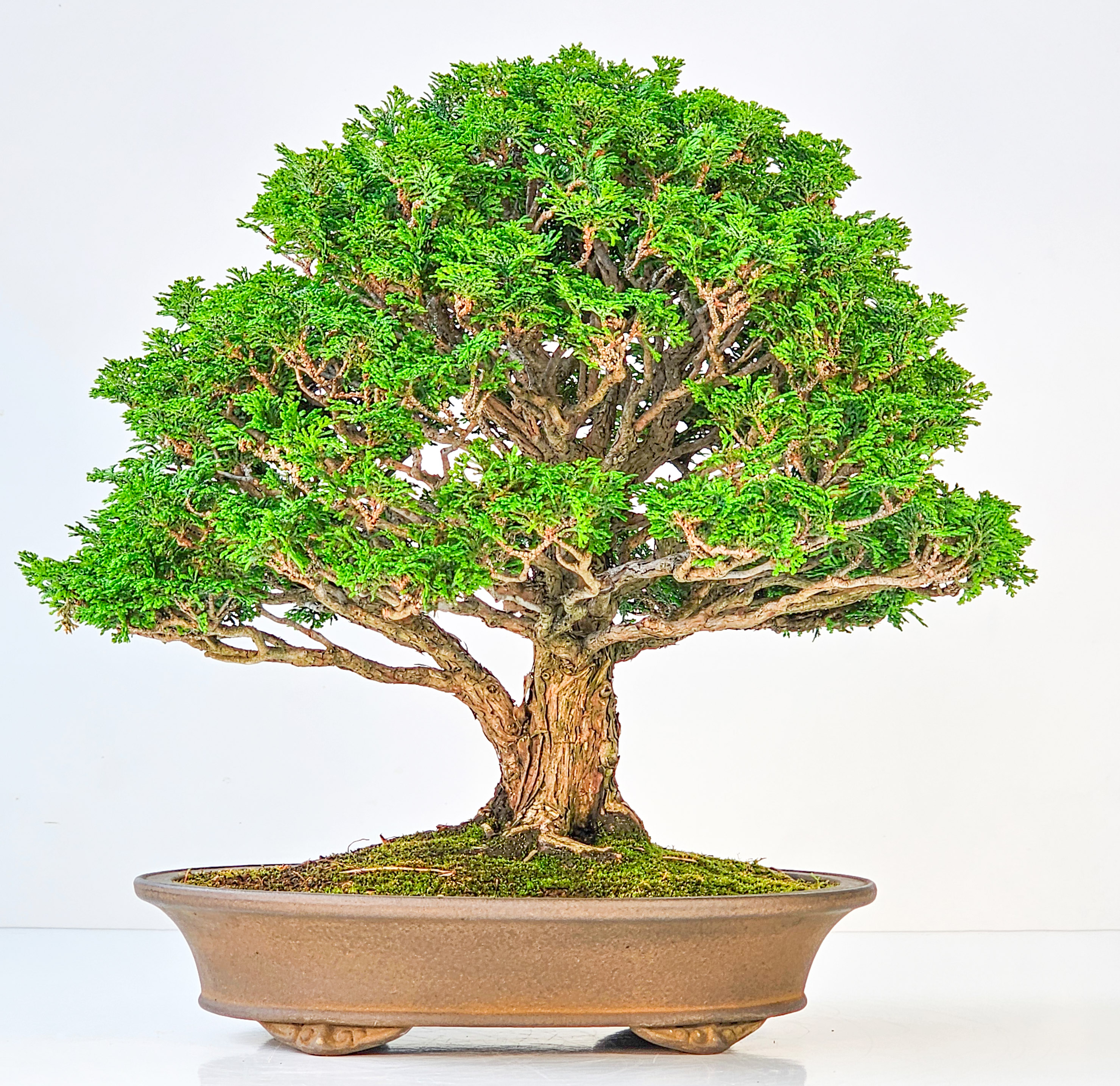 Bonsai Chamaecyparis obtusa 32,5 cm