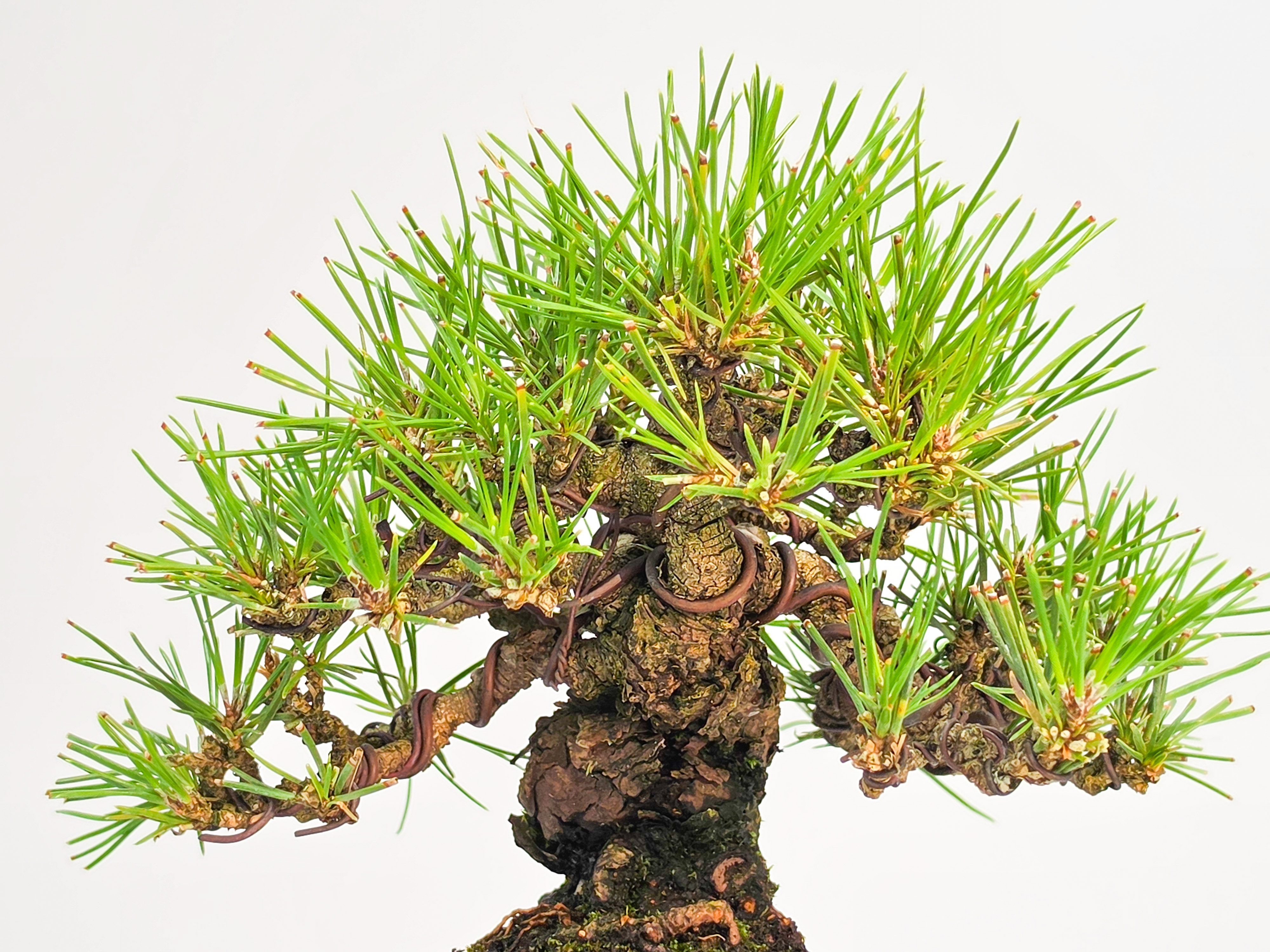 Bonsai Schwarzkiefer - Pinus thunbergii Shohin 13cm