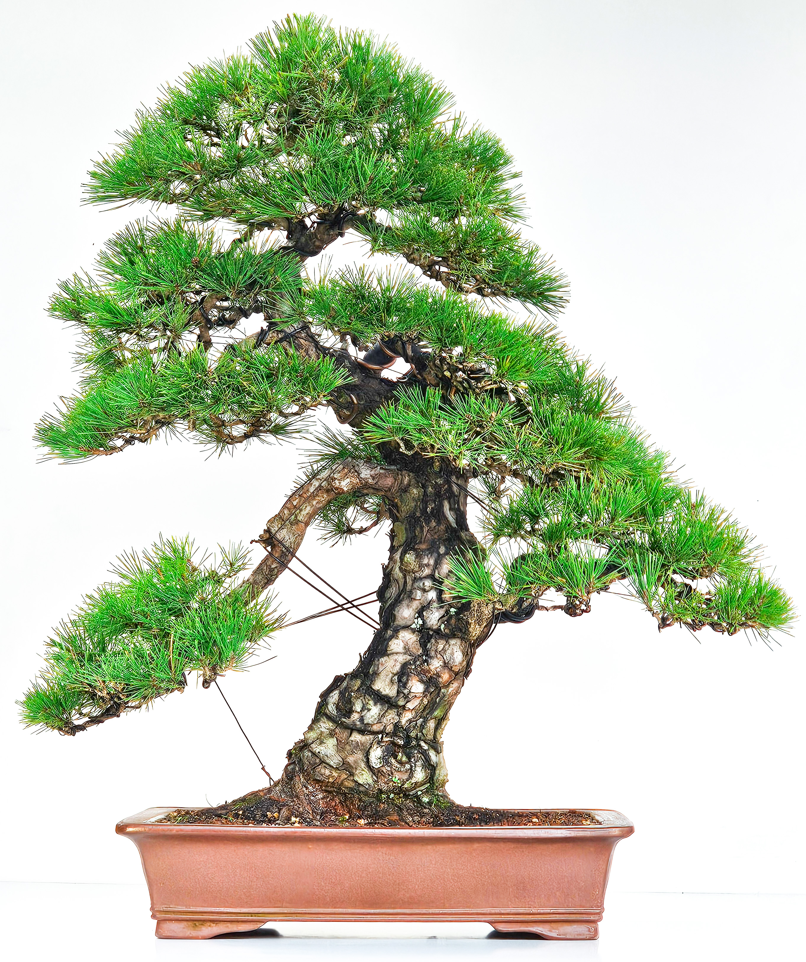 Bonsai Pinus thunbergii  Japanische Schwarzkiefer 75cm 