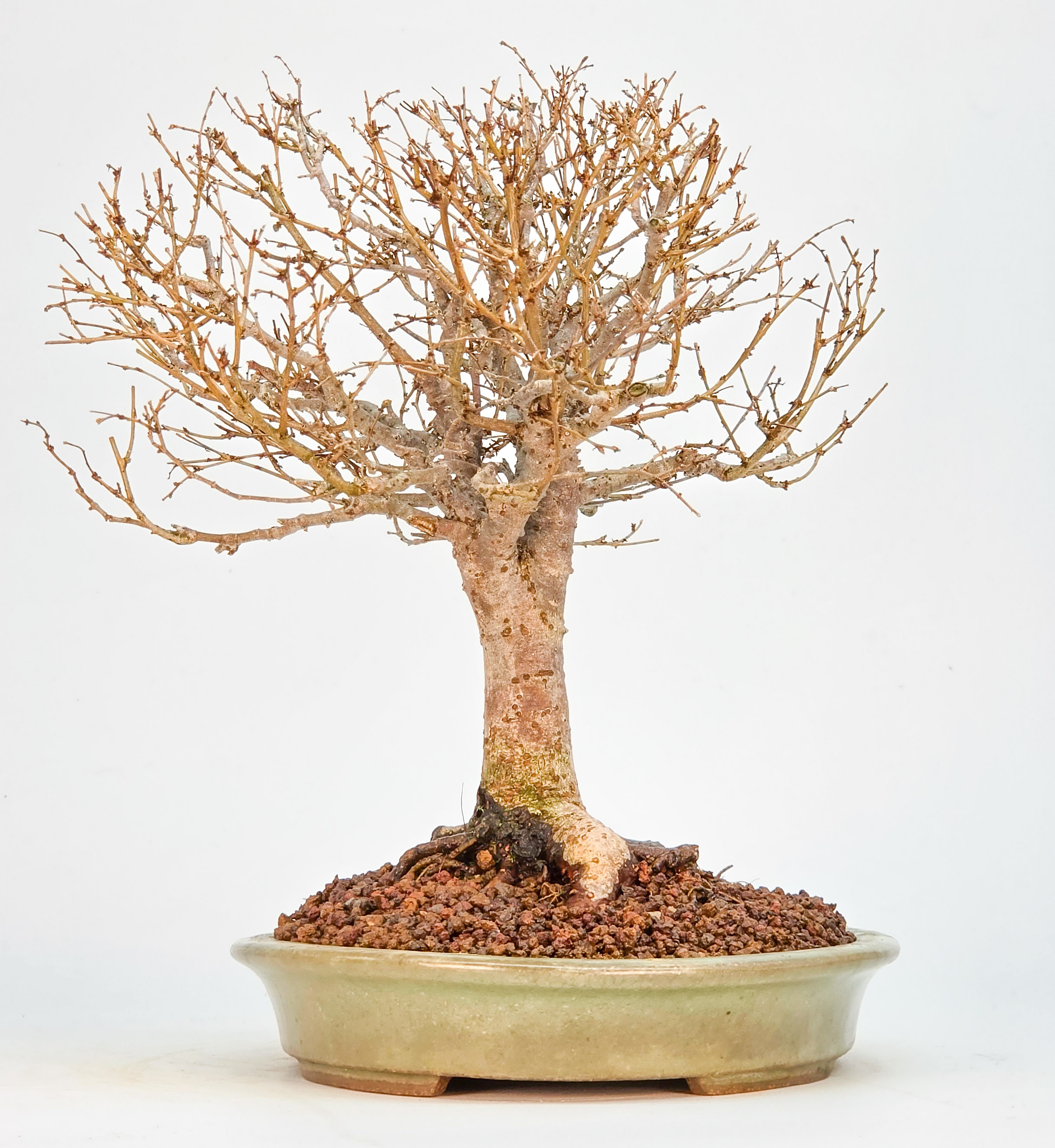 Bonsai Zelkova serrata Shohin 21cm Video!!