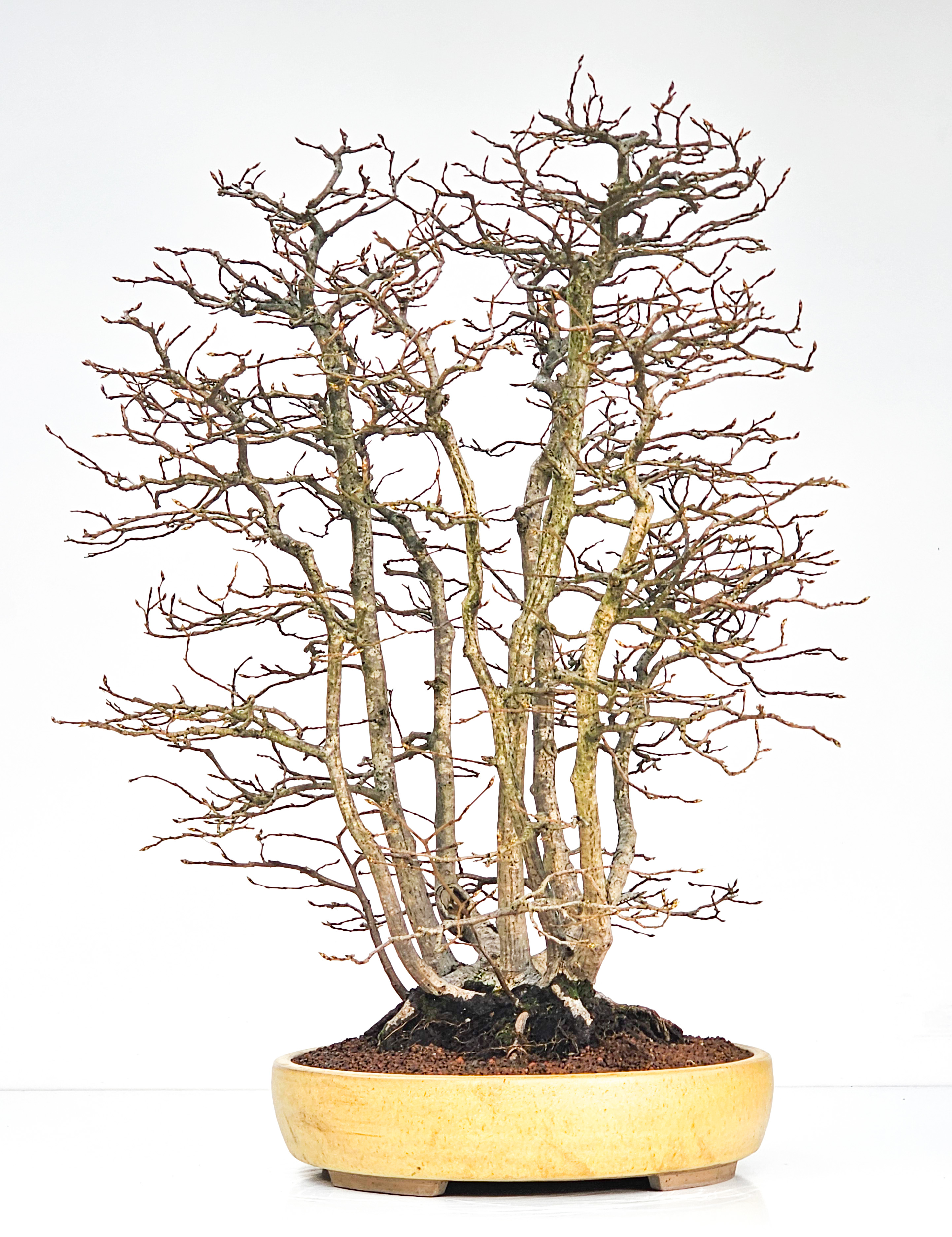 Bonsai Hainbuche - Carpinus betulus Floßform – Ikadabuki 62cm