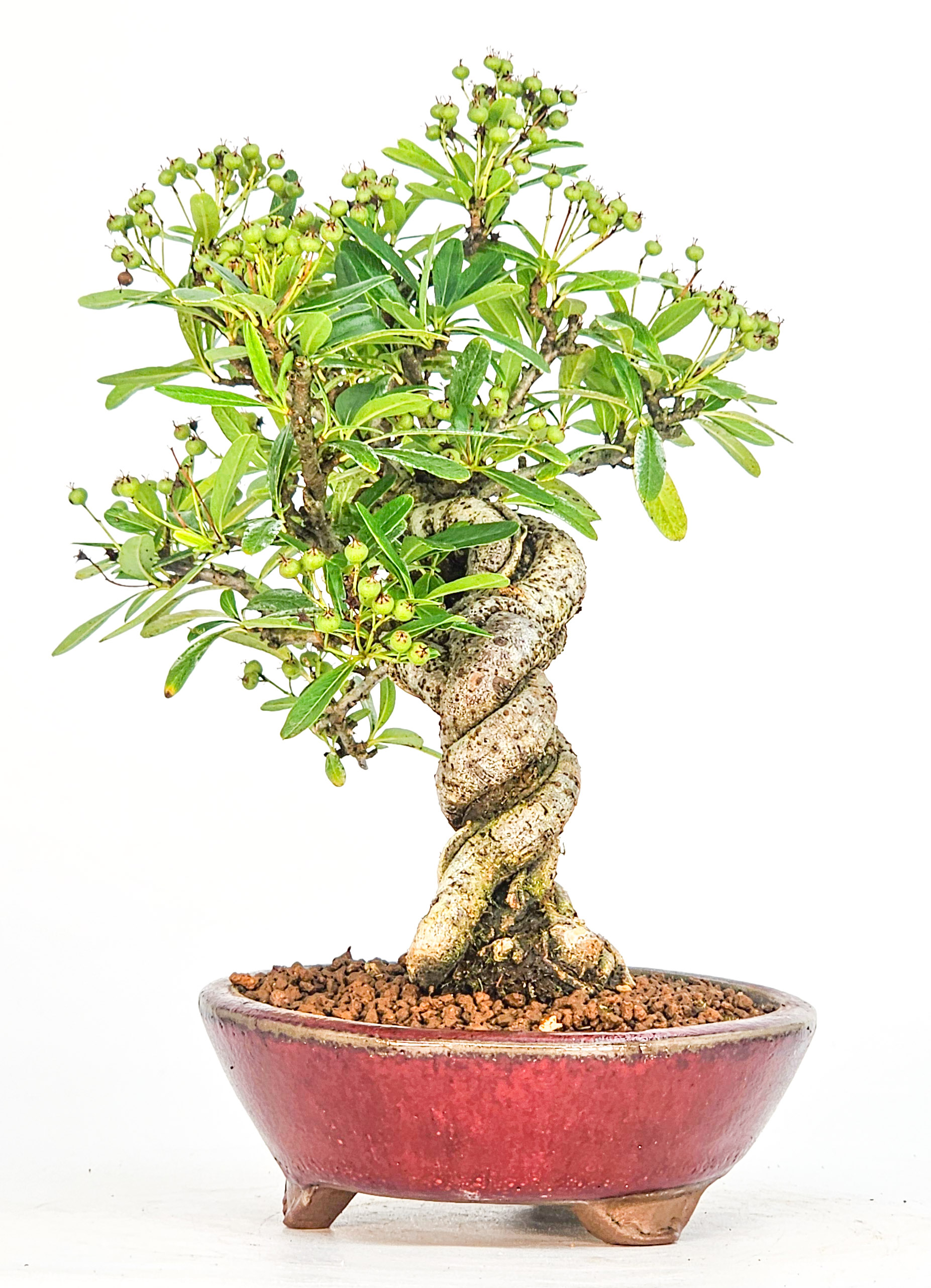 Bonsai Pyracantha - Feuerdorn Shohin 17cm