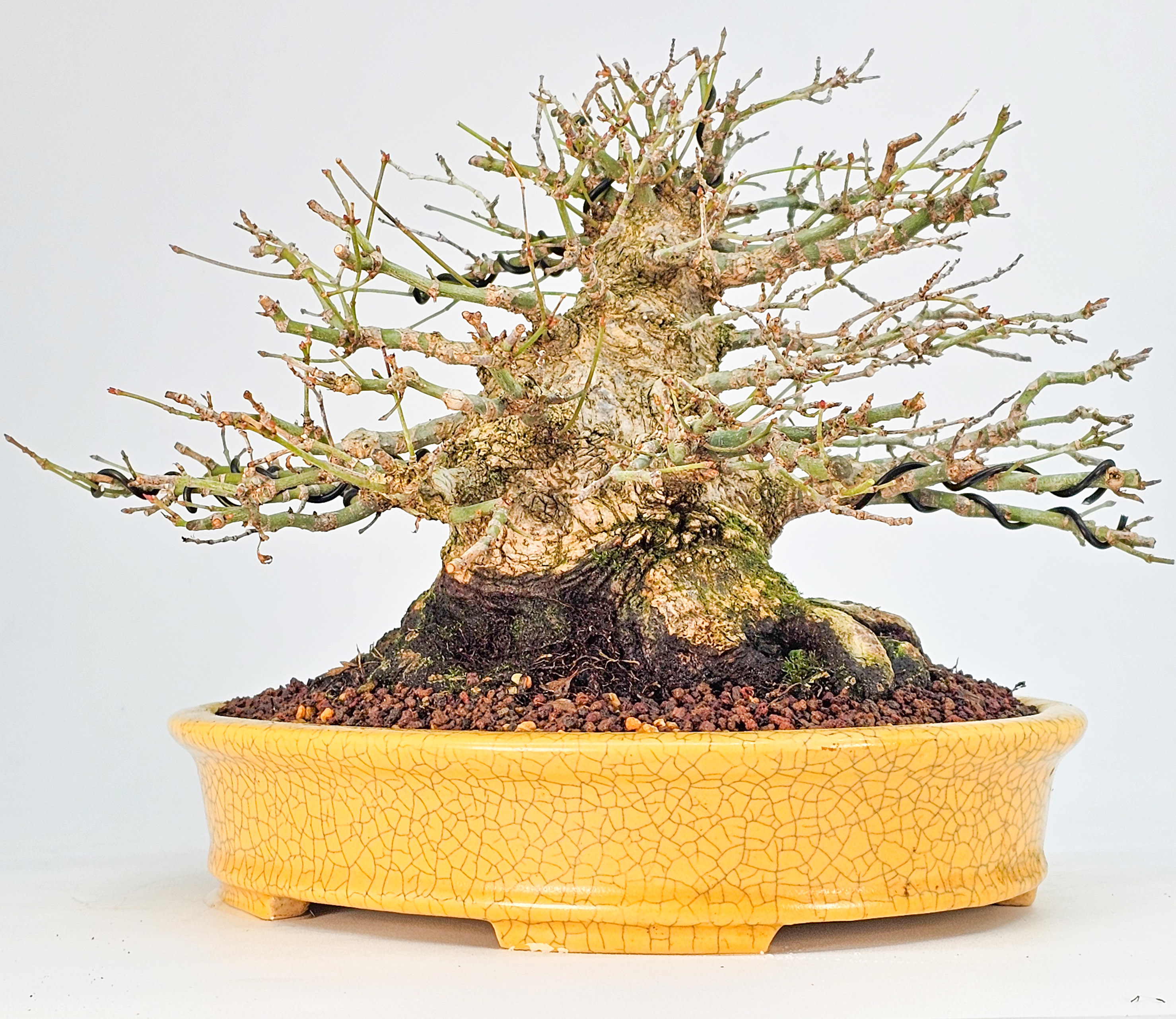 Bonsai Premium Fächerahorn - Acer palmatum Shohin 21cm 