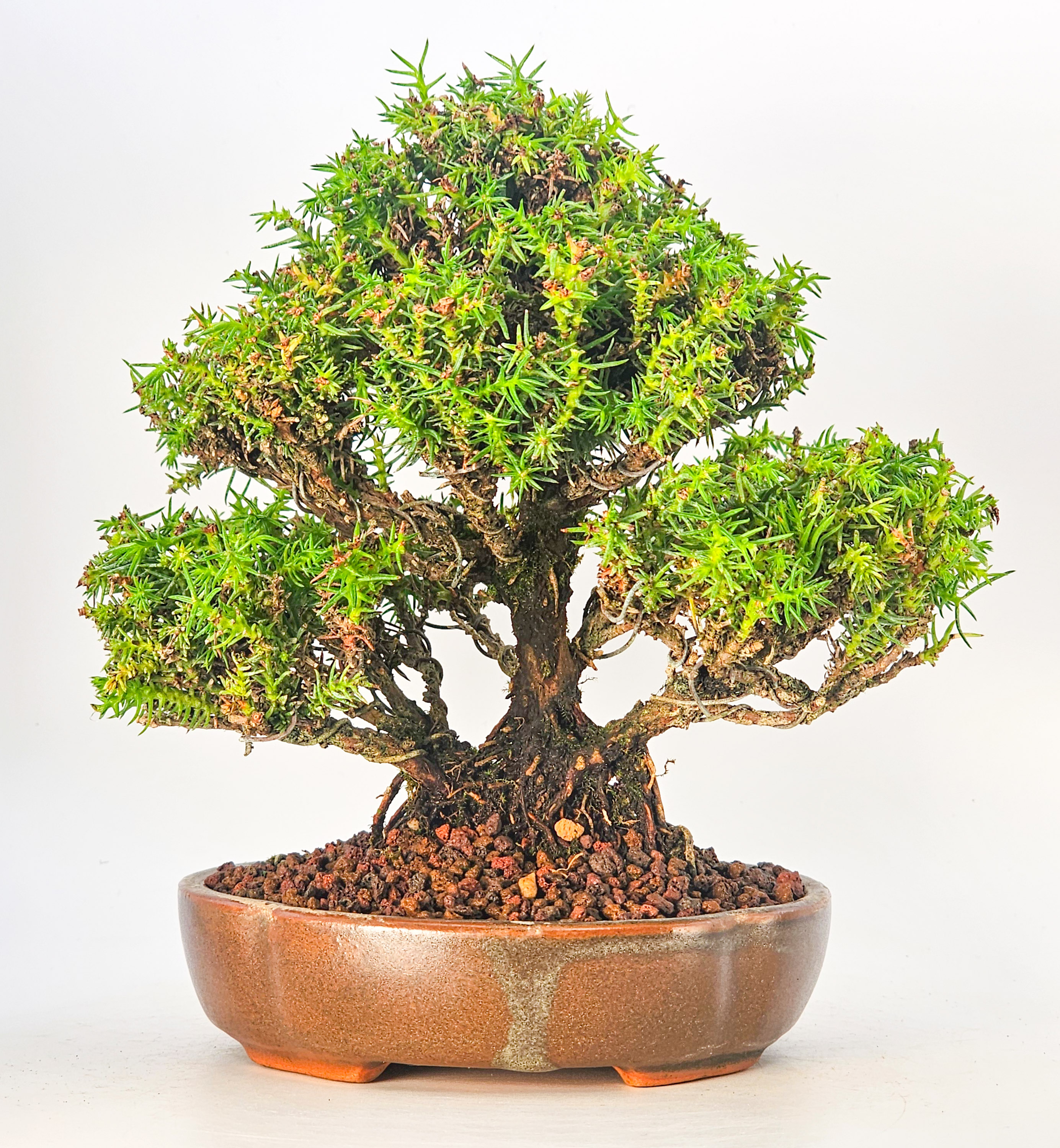Bonsai Sicheltanne Cryptomeria Japonica Shohin 12cm