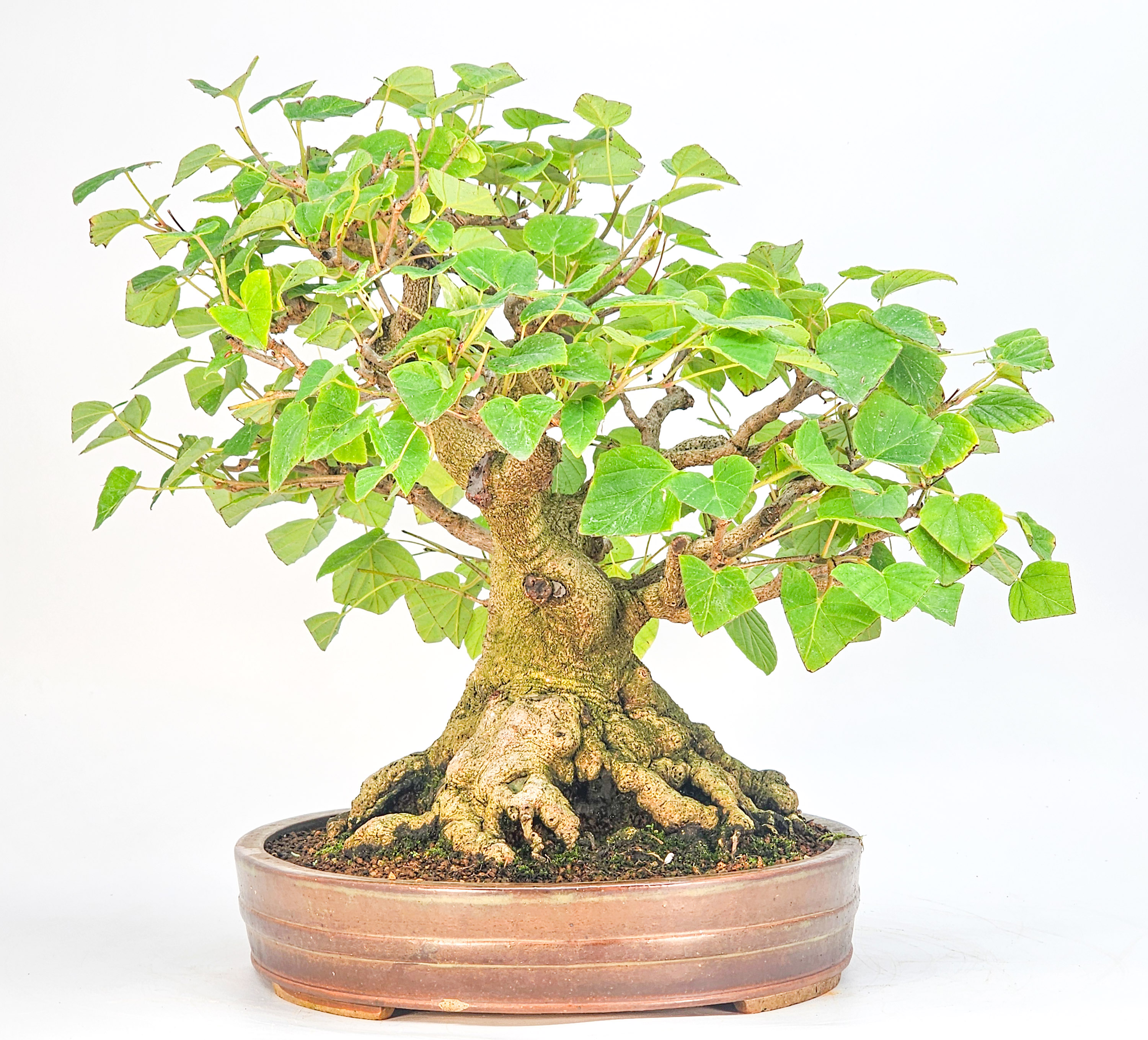 Bonsai Premium Scheinhasel - Corylopsis spicata 31cm