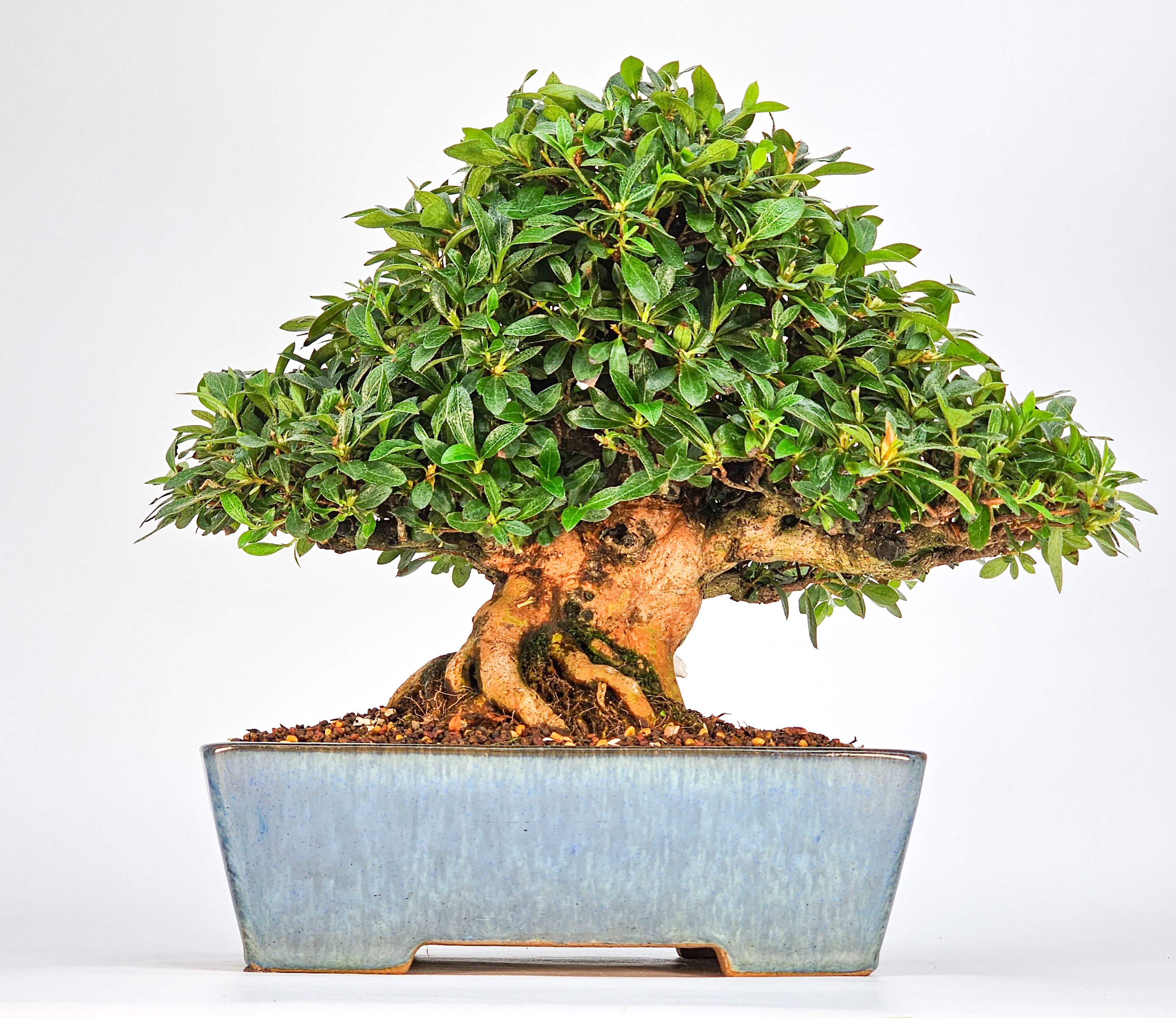 Bonsai Azalee - Rhododendron indicum - Hanabin 21cm