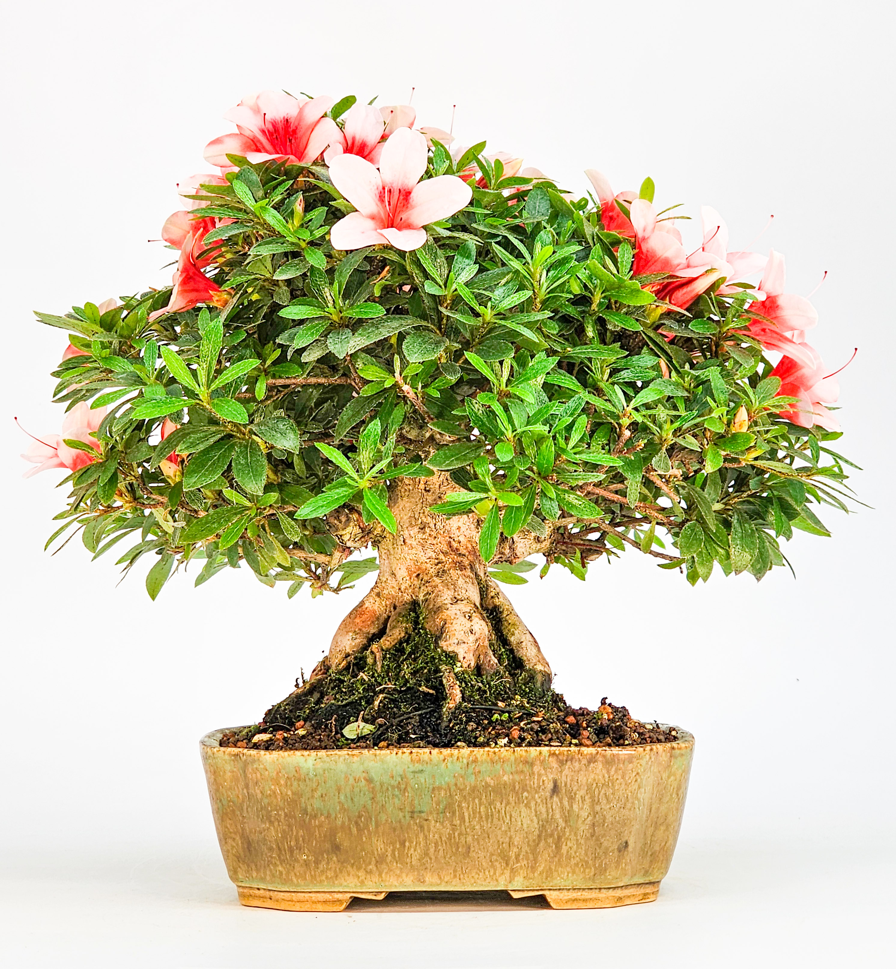 Bonsai Azalee Rhododendron indicum - Hi-no-maru - Shohin 21cm Bonsai Azalee Rhododendron indicum - Hi-no-maru - Shohin 21cm
