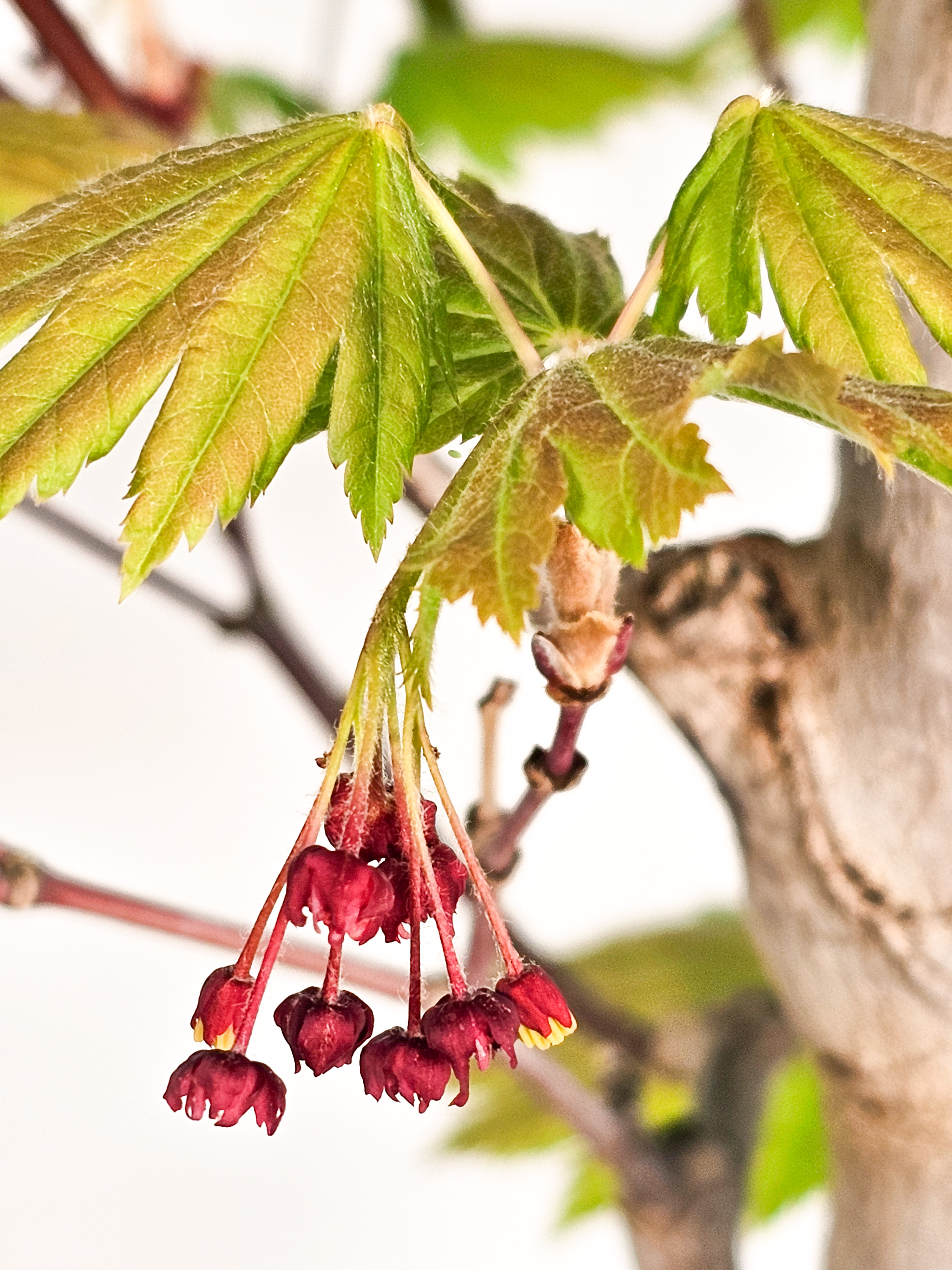 Bonsai Japanischer Ahorn - Acer japonicum 57cm 
