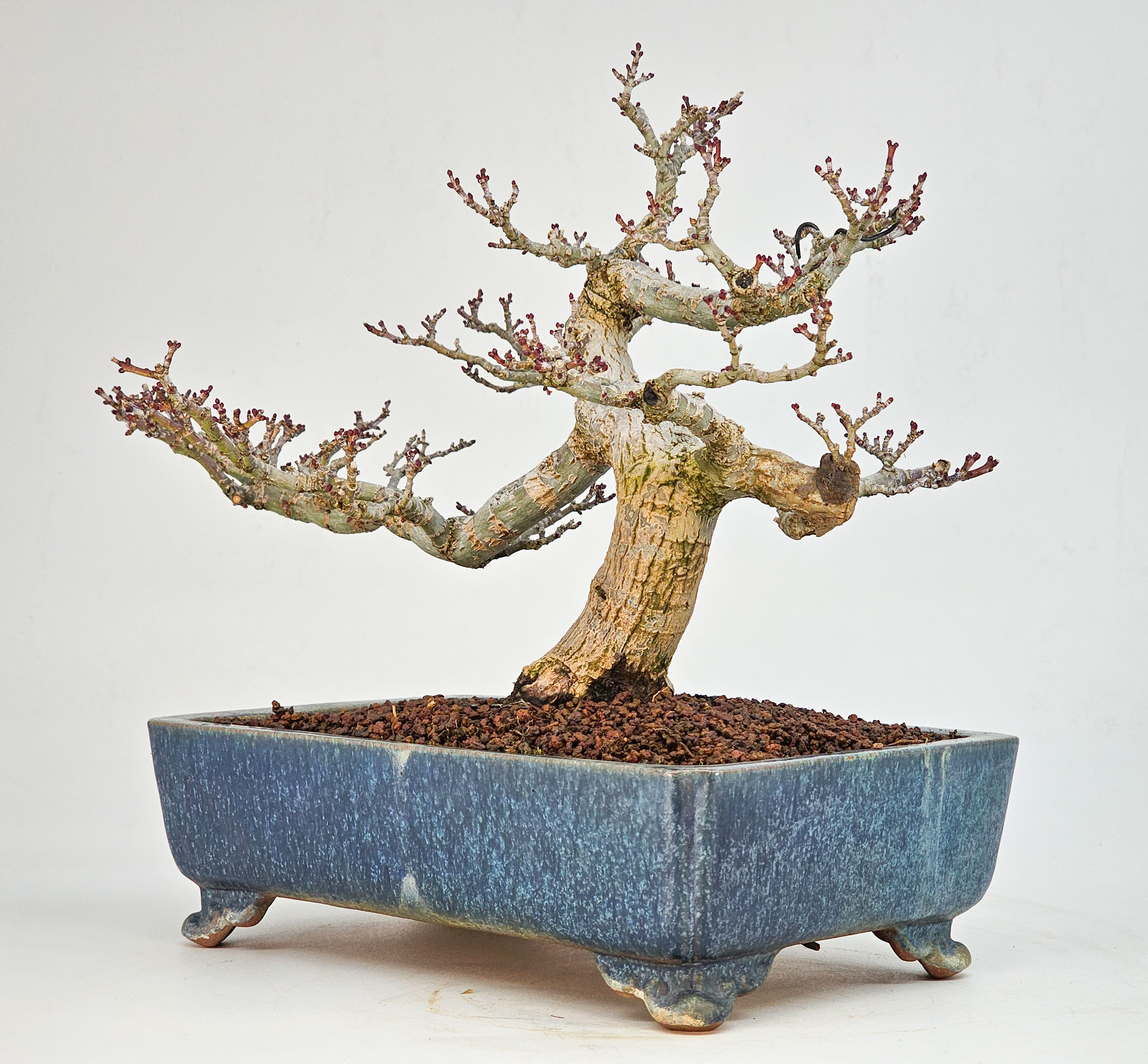 Bonsai Premium Löwenkopfahorn- Acer palmatum Shishigashira Shohin 21cm