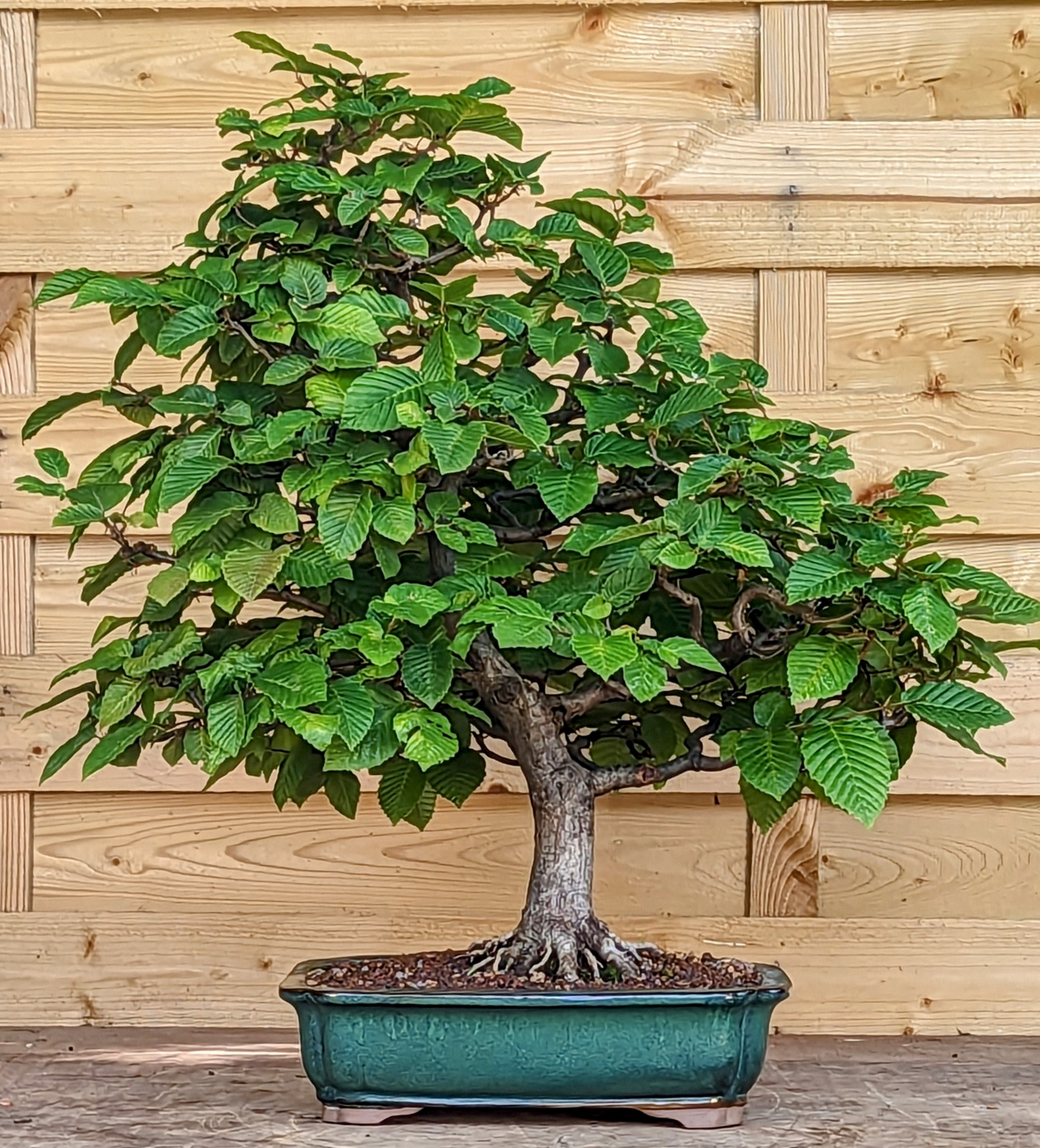 Bonsai Hainbuche  - Carpinus betulus 51cm 