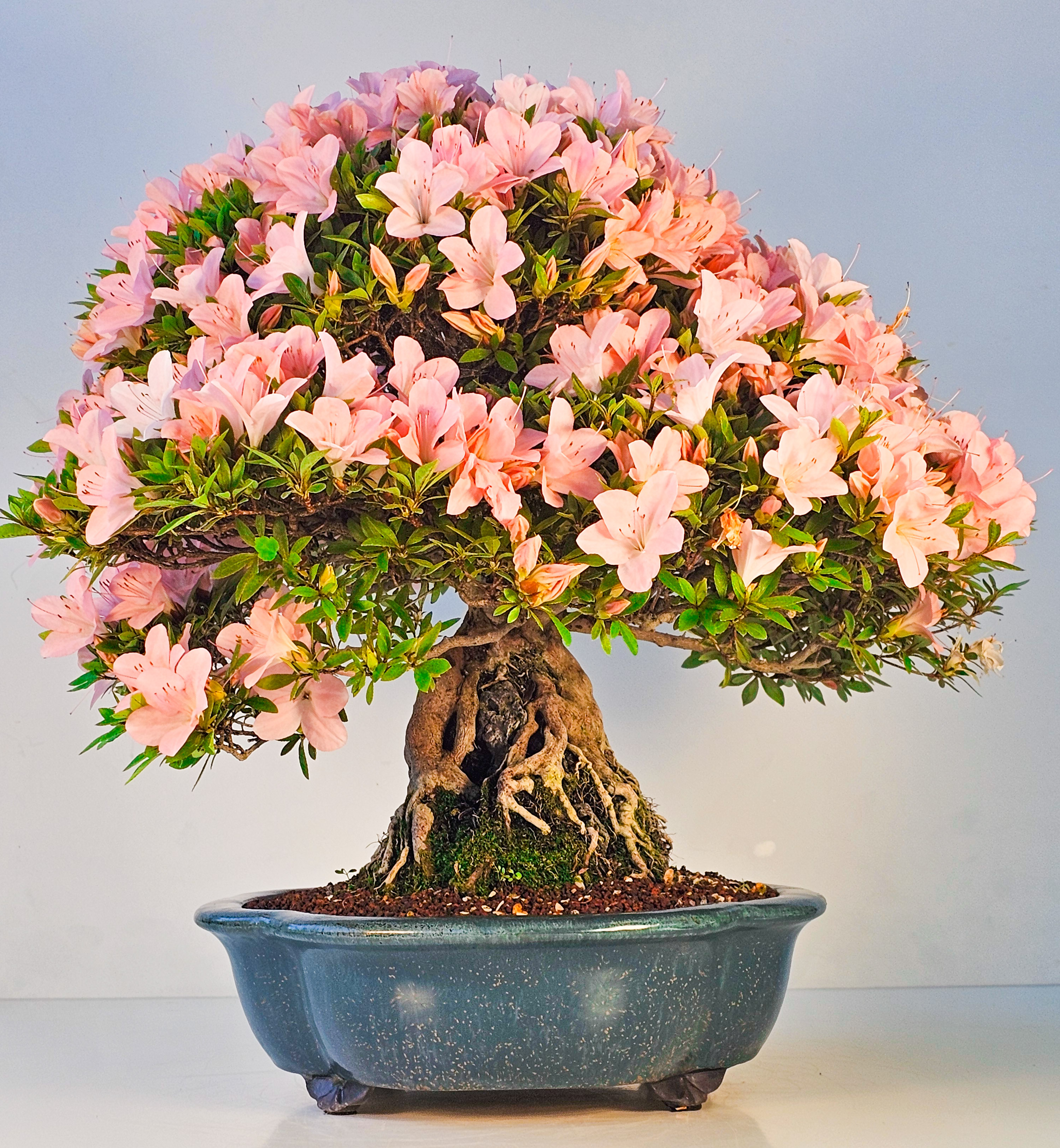 Bonsai Azalee Rhododendron indicum Ishizuki - Kozan - 39cm Video!! Bonsai Azalee Rhododendron indicum Ishizuki - Kozan - 39cm Video!!