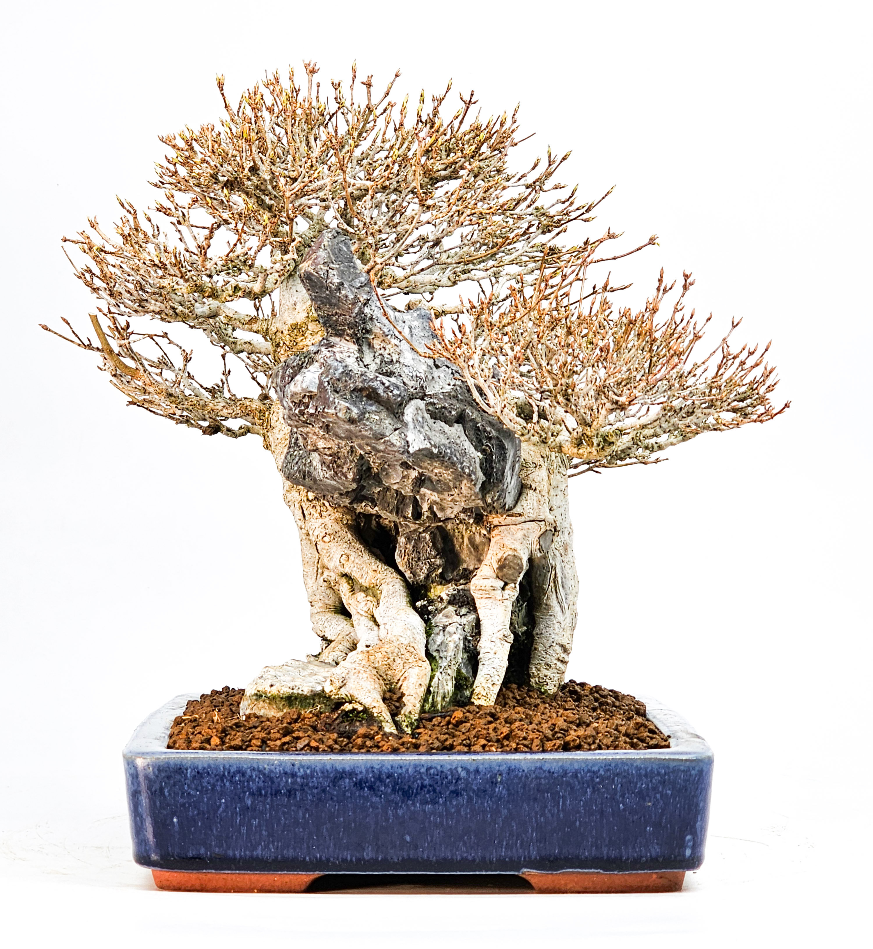 Bonsai Dreispitzahorn - Acer buergerianum Ishizuki 25cm Video!! Bonsai Dreispitzahorn - Acer buergerianum Ishizuki 25cm Video!!