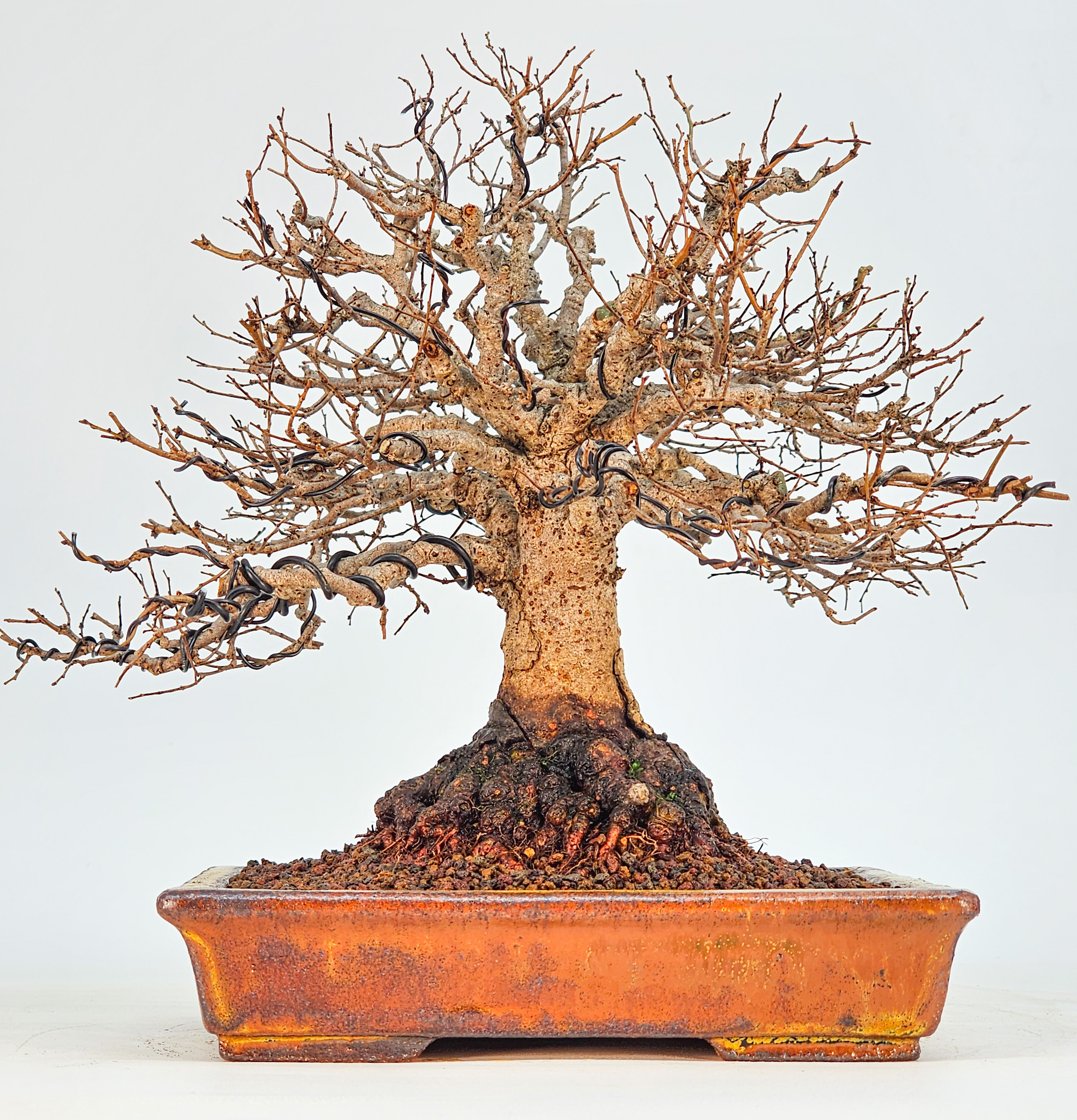 Bonsai Premium Zelkova serrata Shohin 18cm
