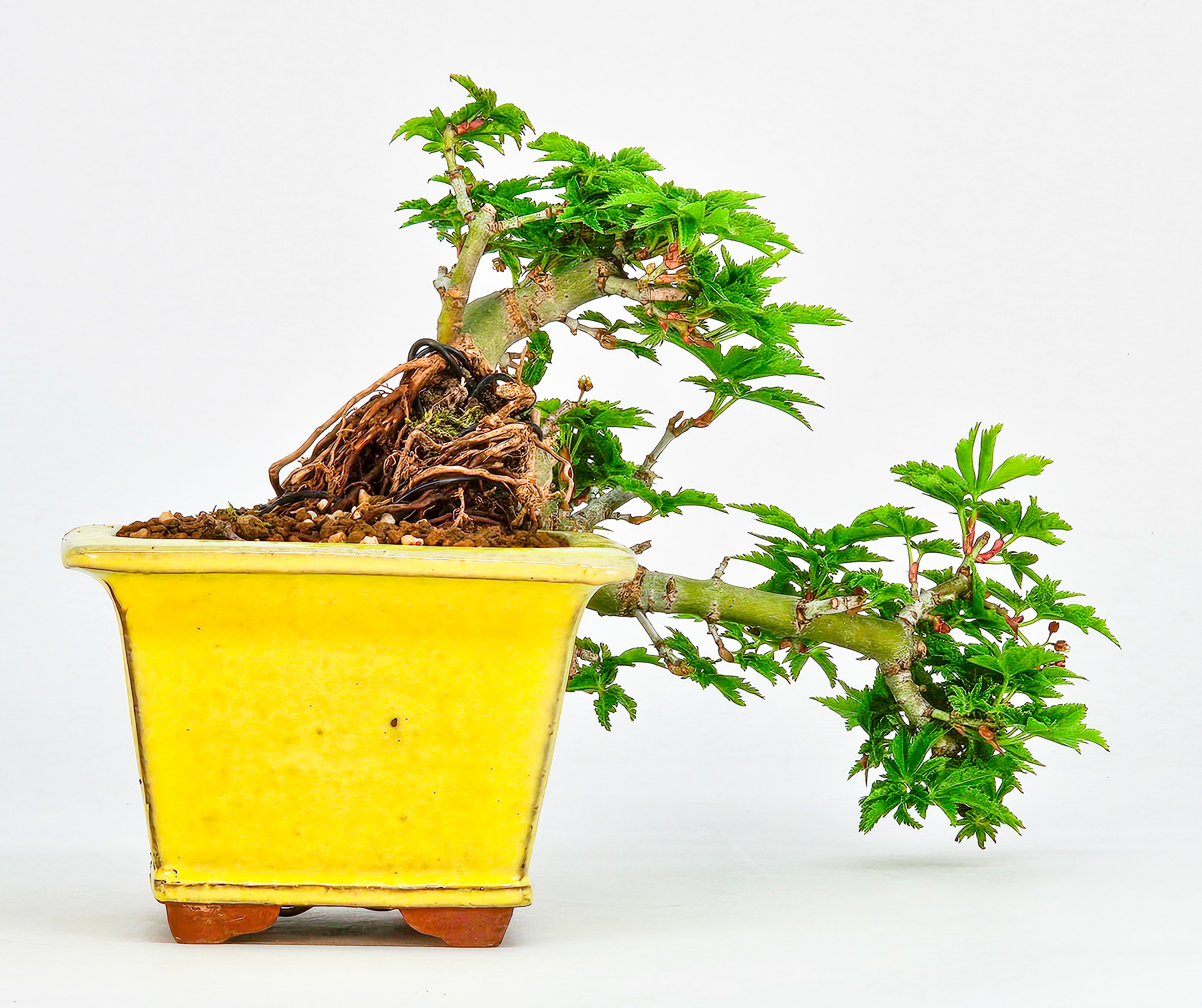 Bonsai Löwenkopfahorn- Acer palmatum Shishigashira Shohin 11cm