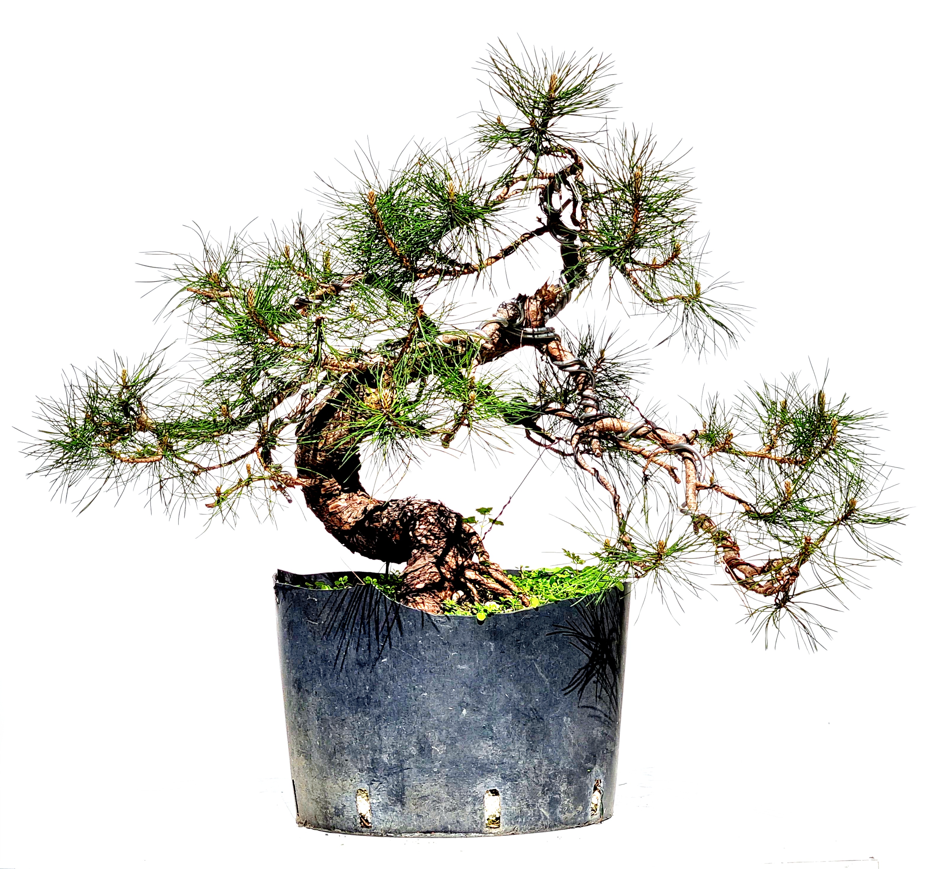 Bonsai Schwarzkiefer - Pinus thunbergii 50cm
