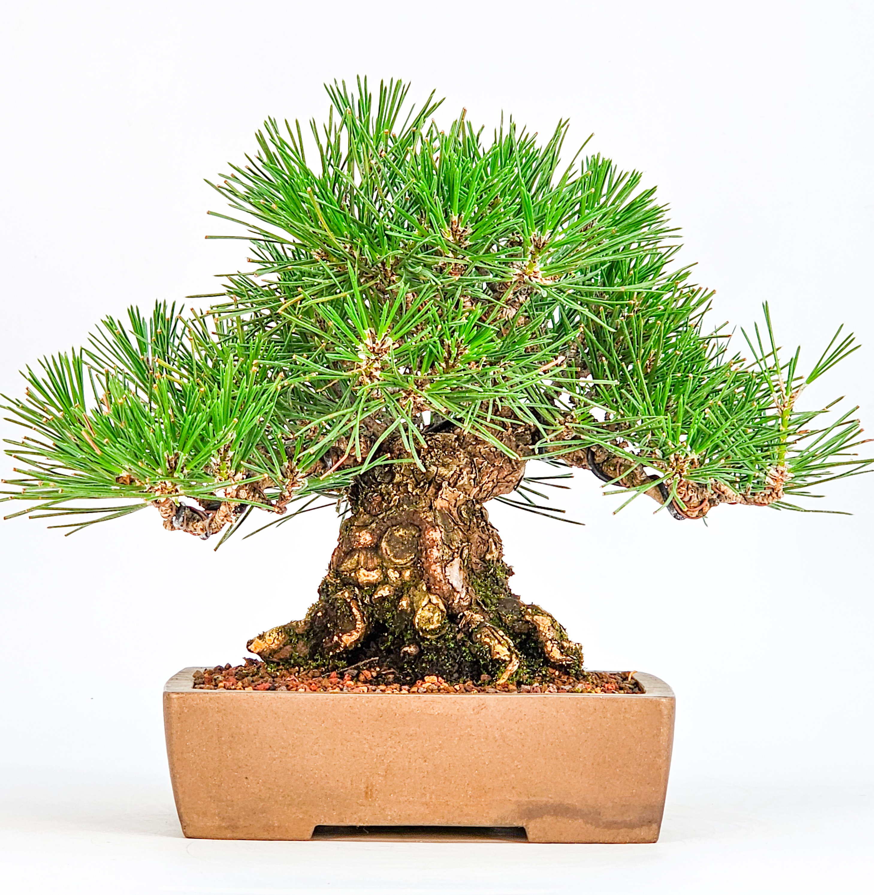 Bonsai Schwarzkiefer - Pinus thunbergii Shohin 19cm
