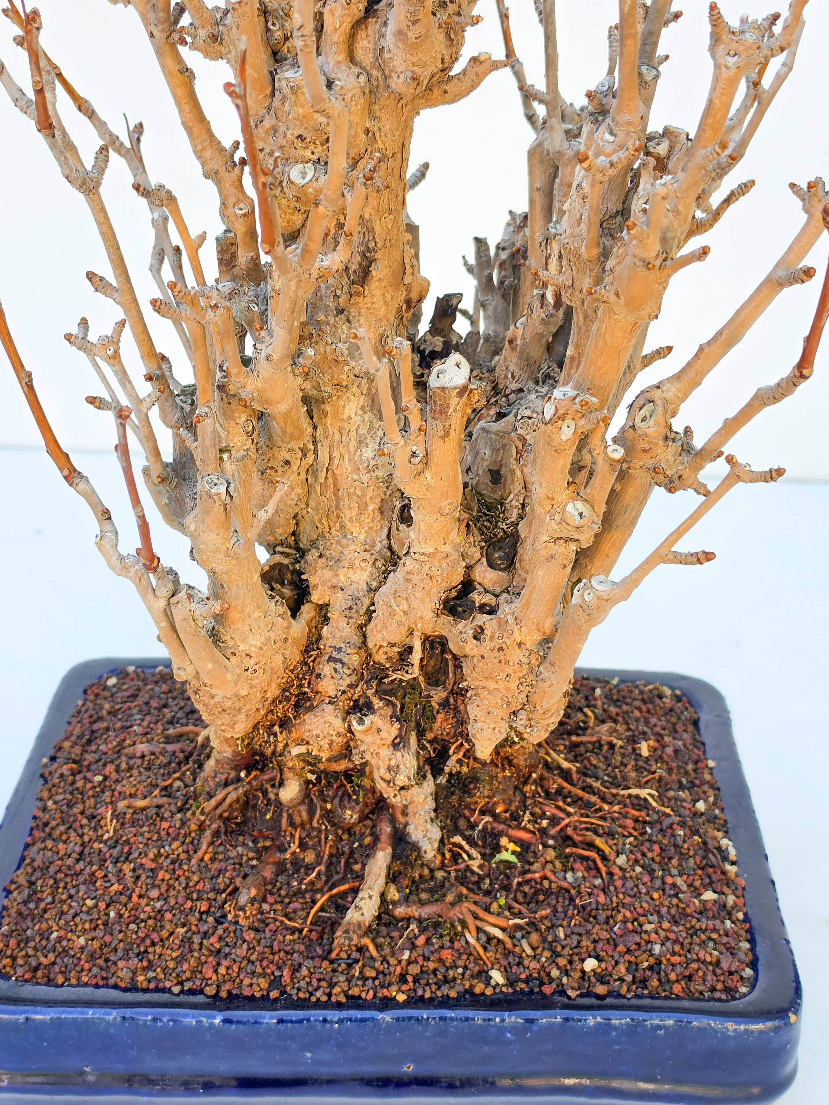 Bonsai Ginkgo biloba 35cm