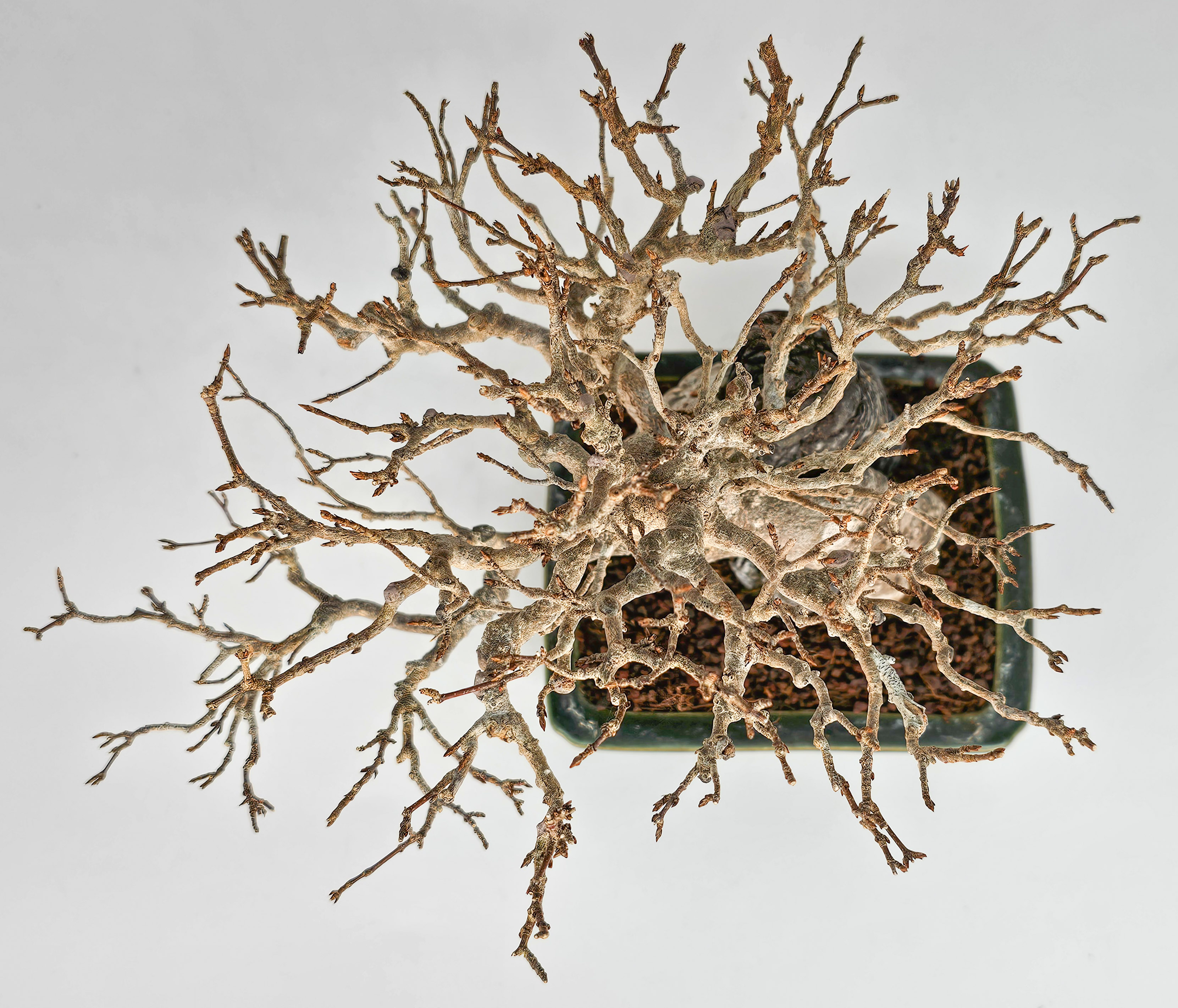 Bonsai Dreispitzahorn - Acer buergerianum Ishizuki Shohin 17cm  