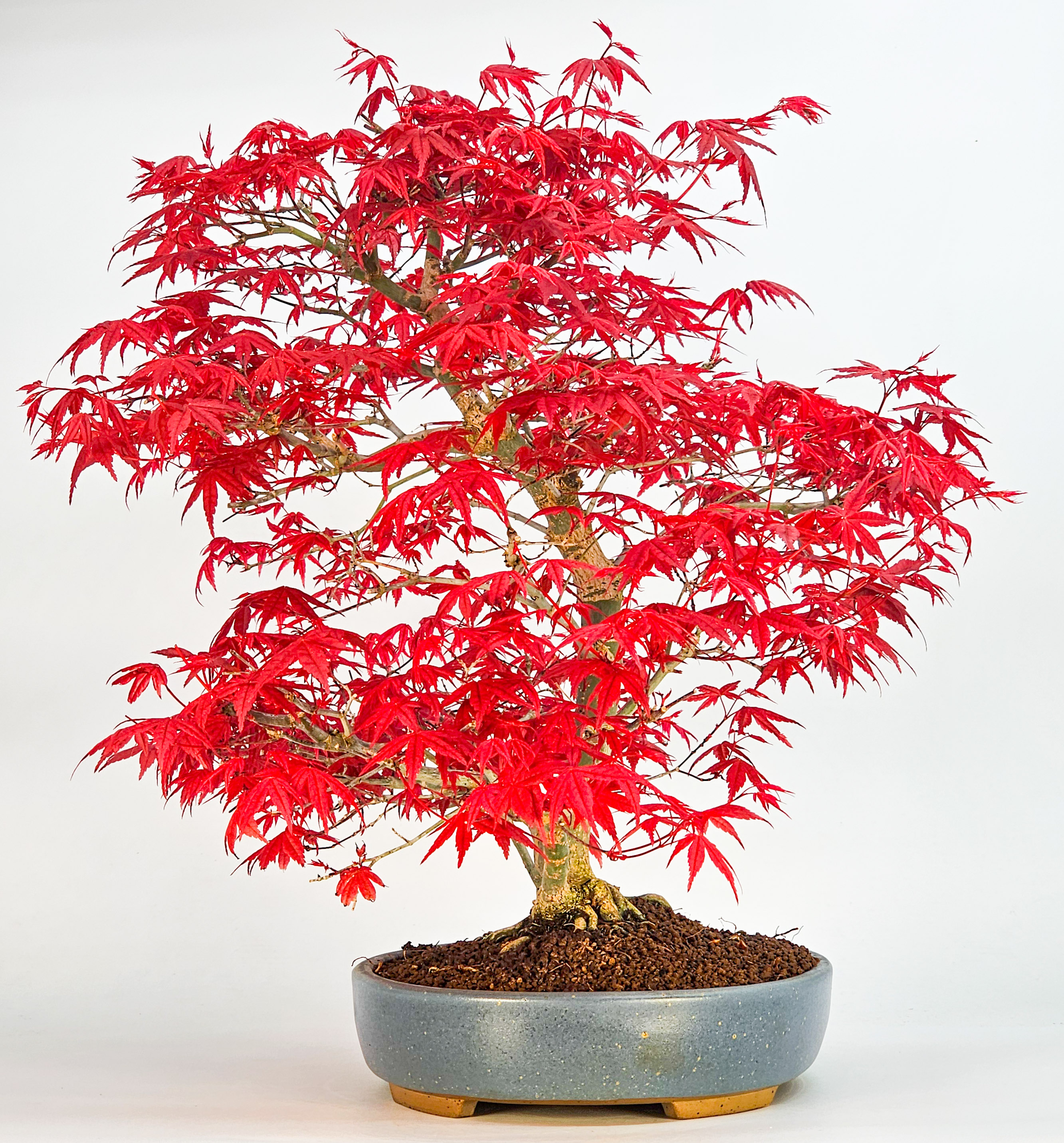 Bonsai Fächerahorn Acer palmatum Deshojo 40cm