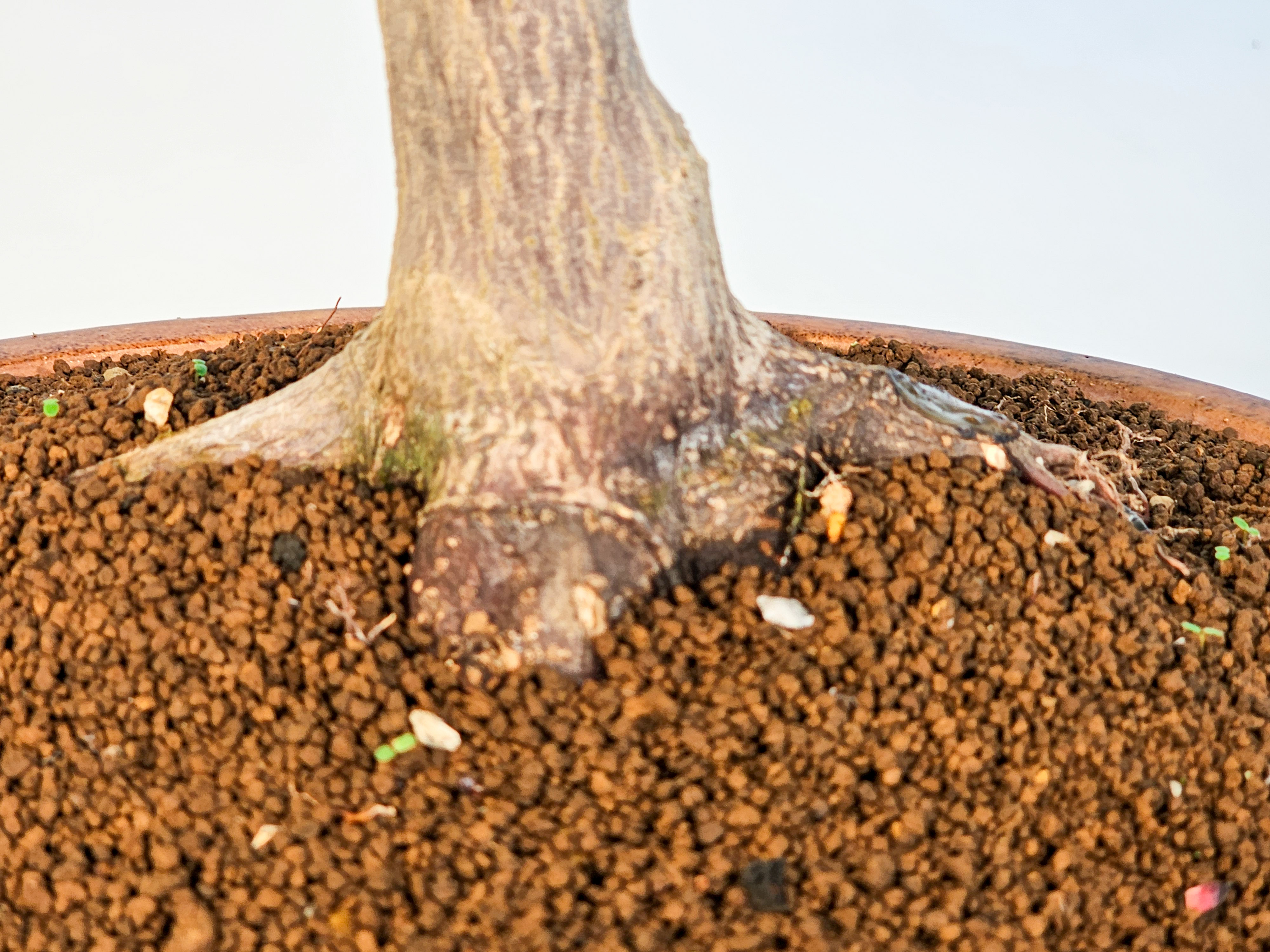 Bonsai Fächerahorn - Acer palmatum Shojo-nomura 52cm