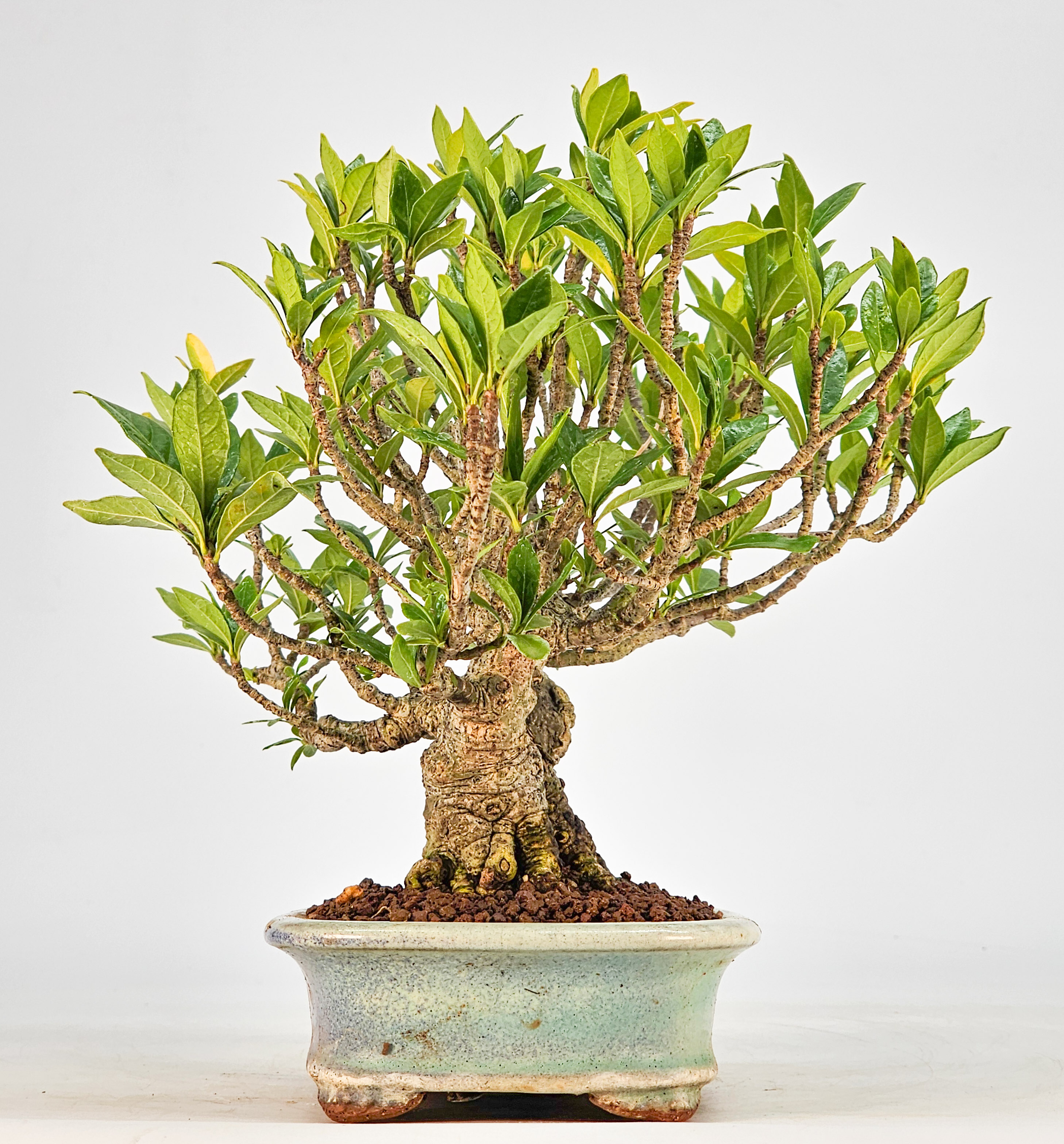 Bonsai Gardenia jasminoides Shohin 18cm 