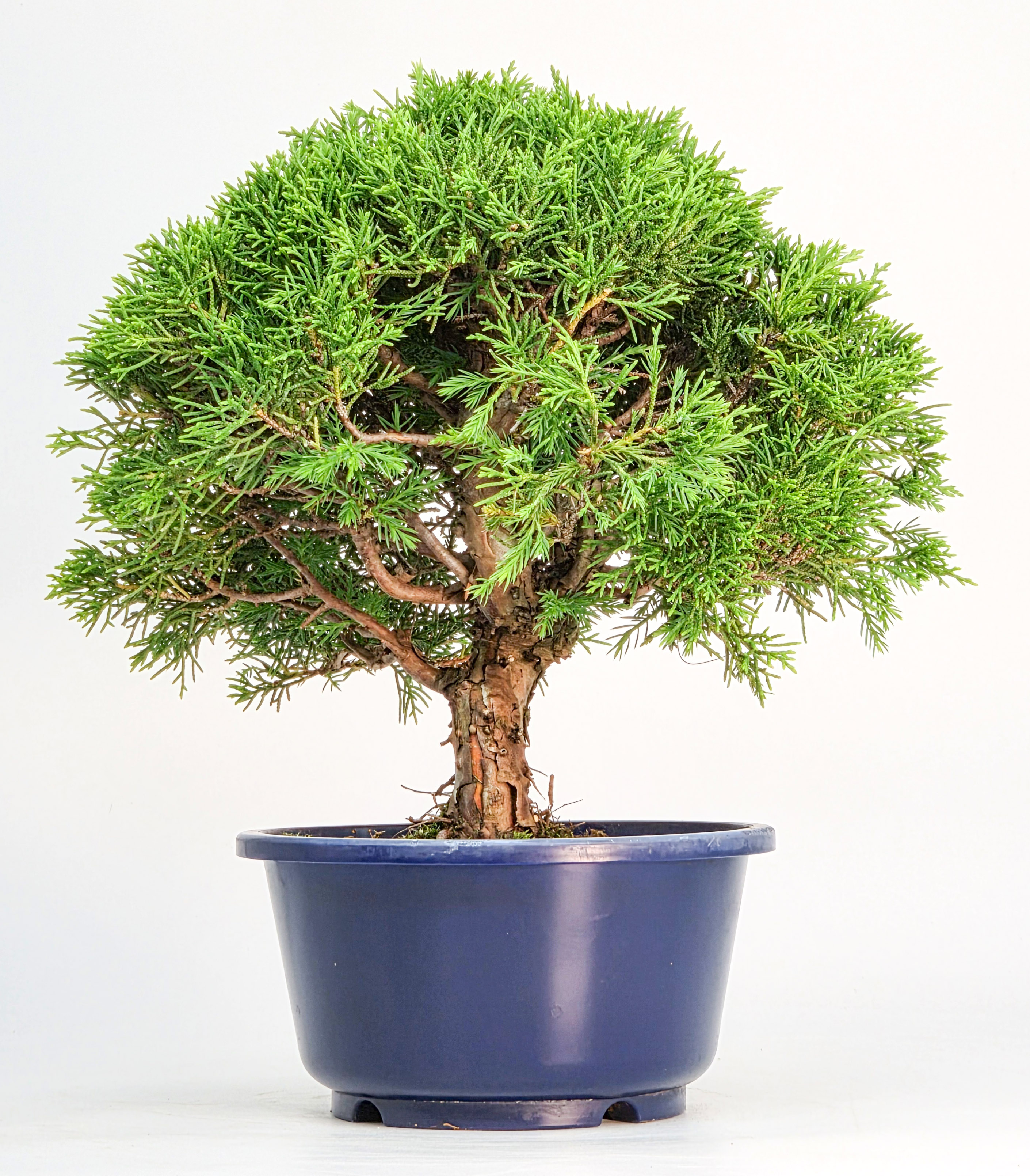 Bonsai Wacholder Juniperus chinensis shimpaku Shohin 21cm