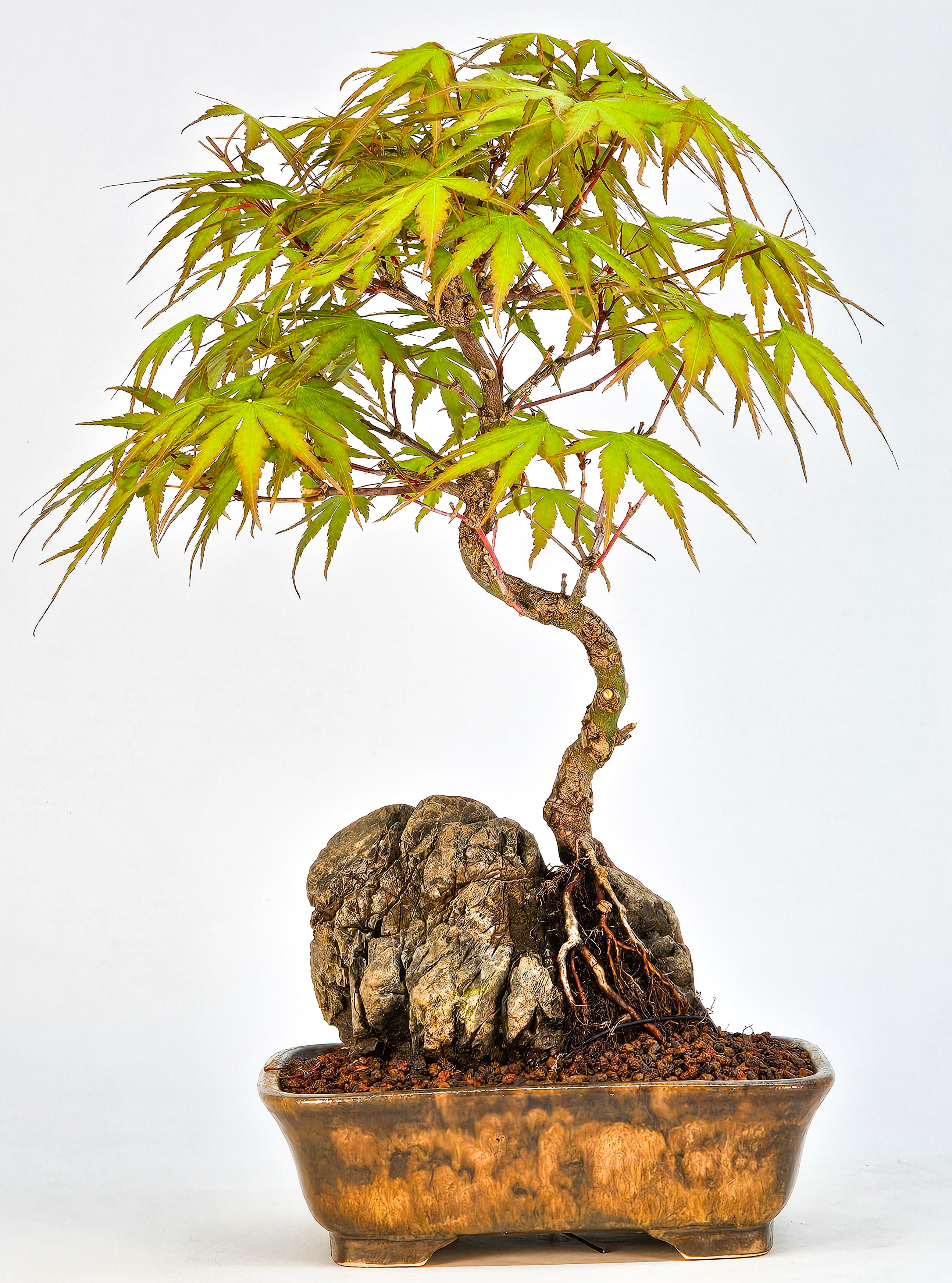 Bonsai Fächerahorn - Acer palmatum Arakawa 24cm  