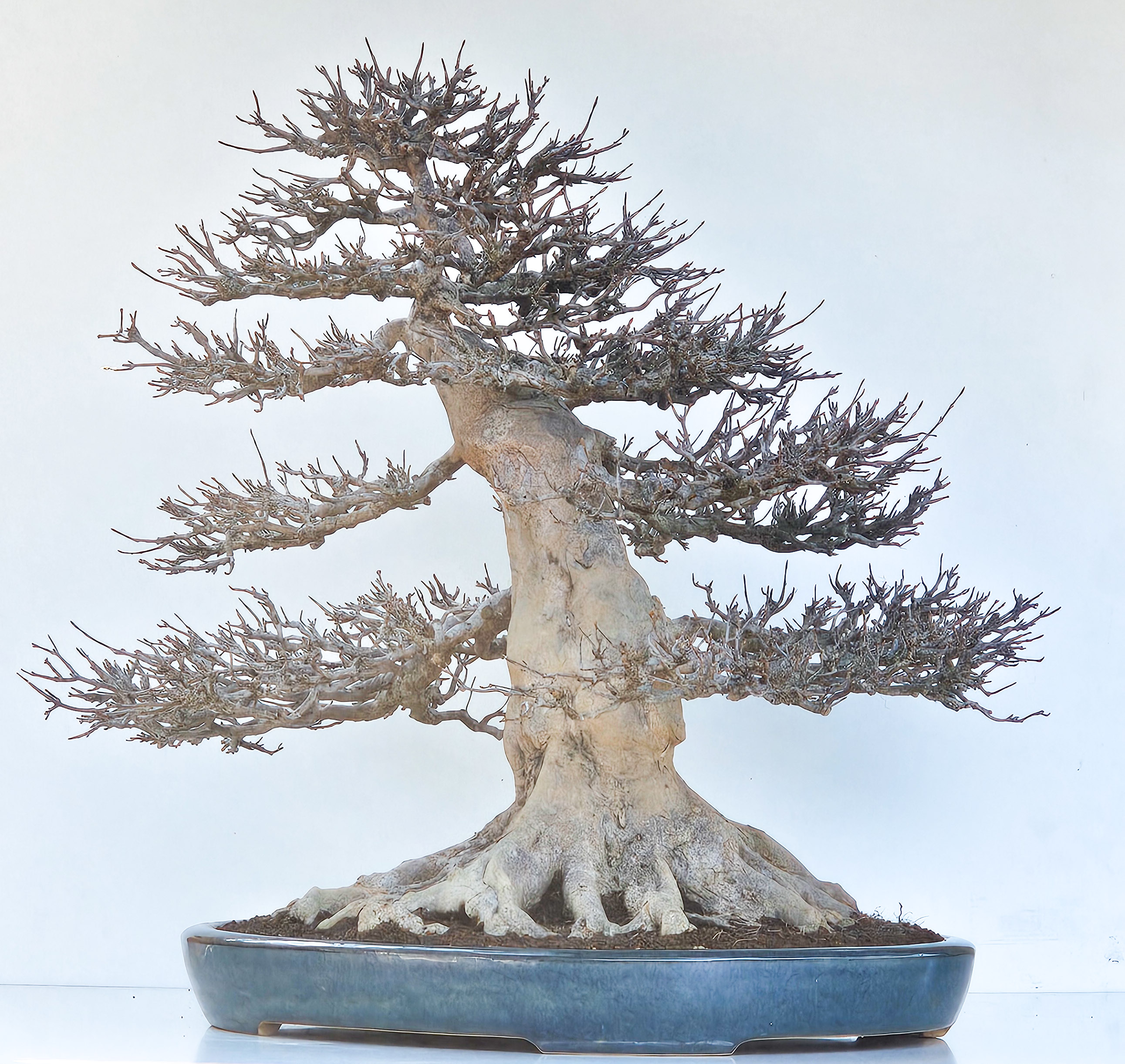 Bonsai Dreispitzahorn - Acer buergerianum 62cm - Video!! Bonsai Dreispitzahorn - Acer buergerianum 62cm - Video!!