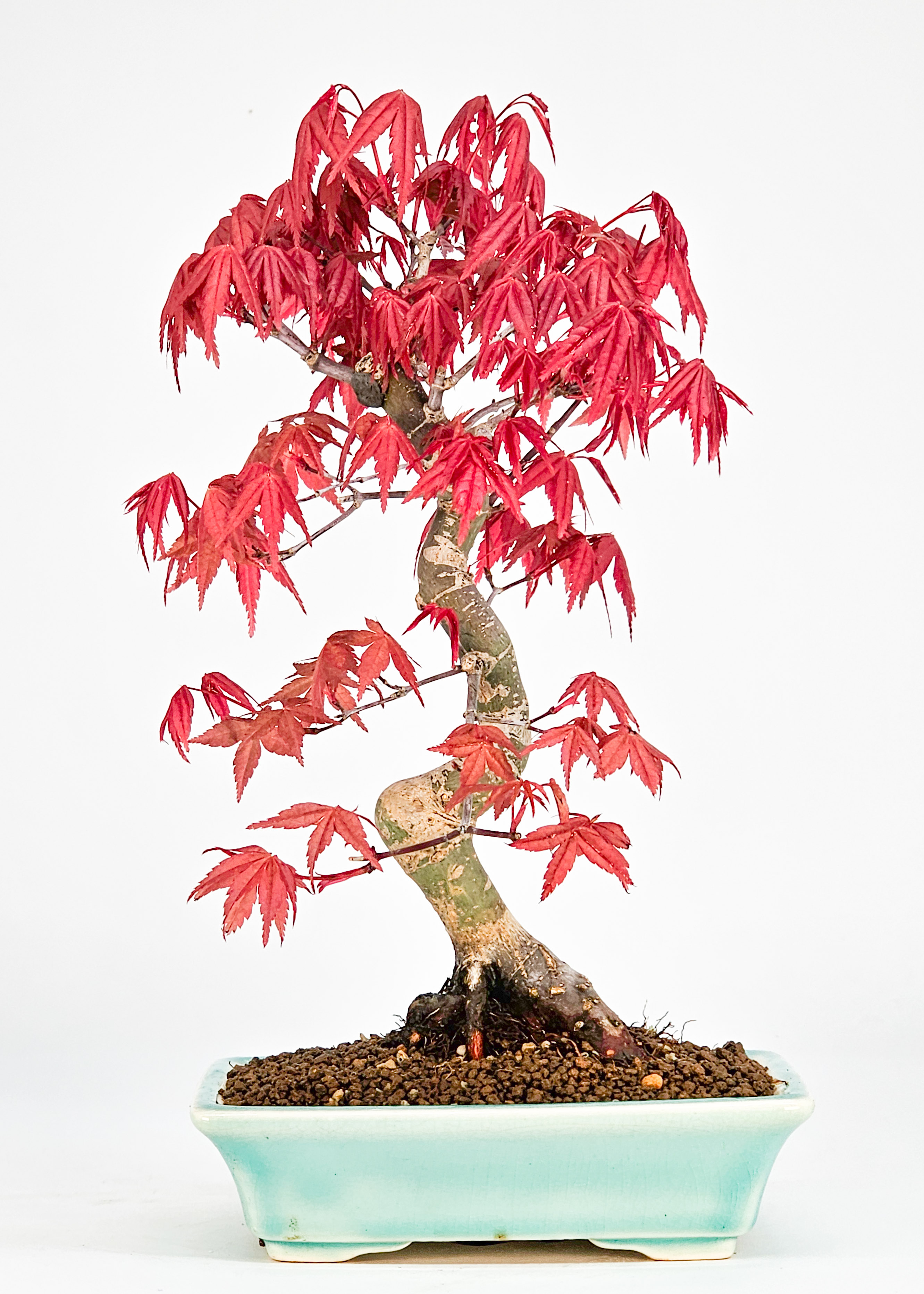 Bonsai Fächerahorn Acer palmatum Deshojo Shohin 21cm  