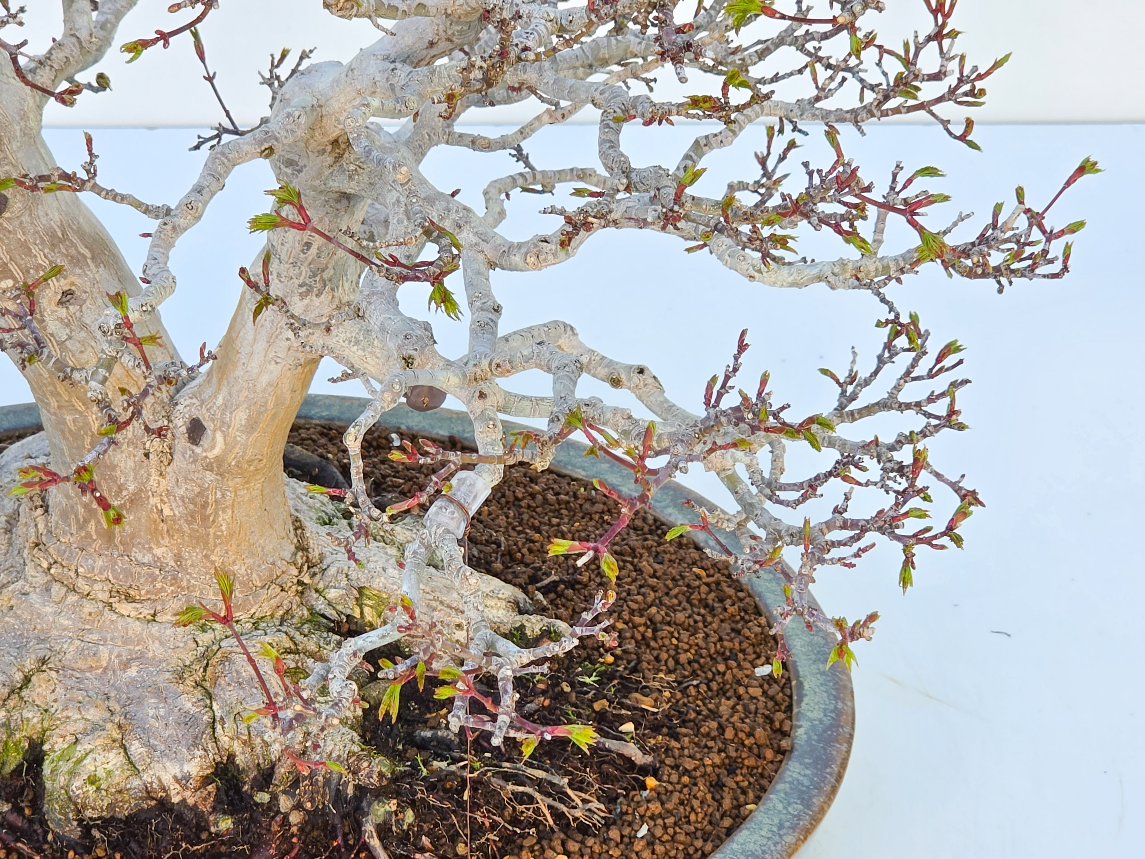 Bonsai Premium Löwenkopfahorn- Acer palmatum Shishigashira 61cm Video!!