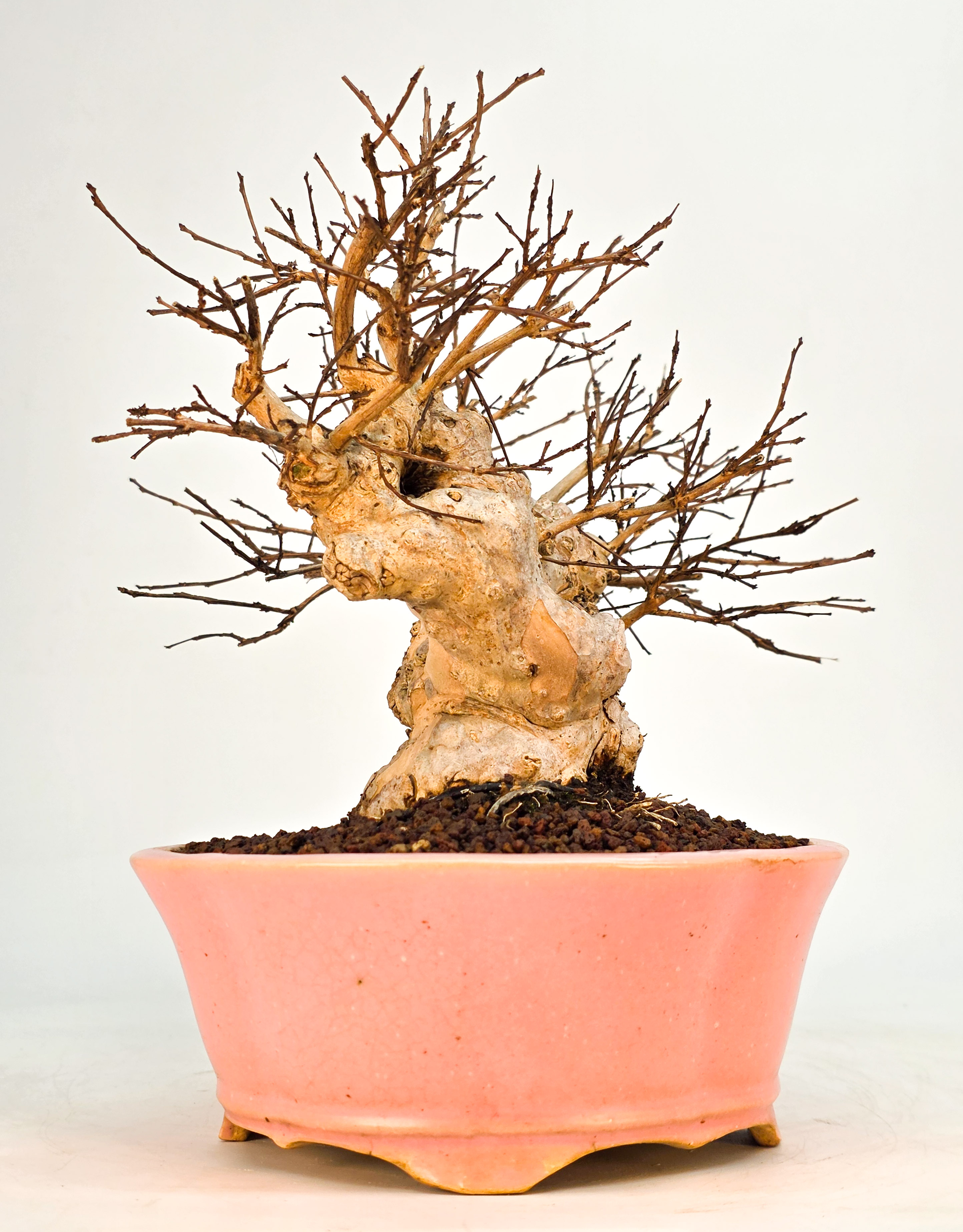 Bonsai Kreppmyrte  - Lagerstroemia indica Shohin 19cm