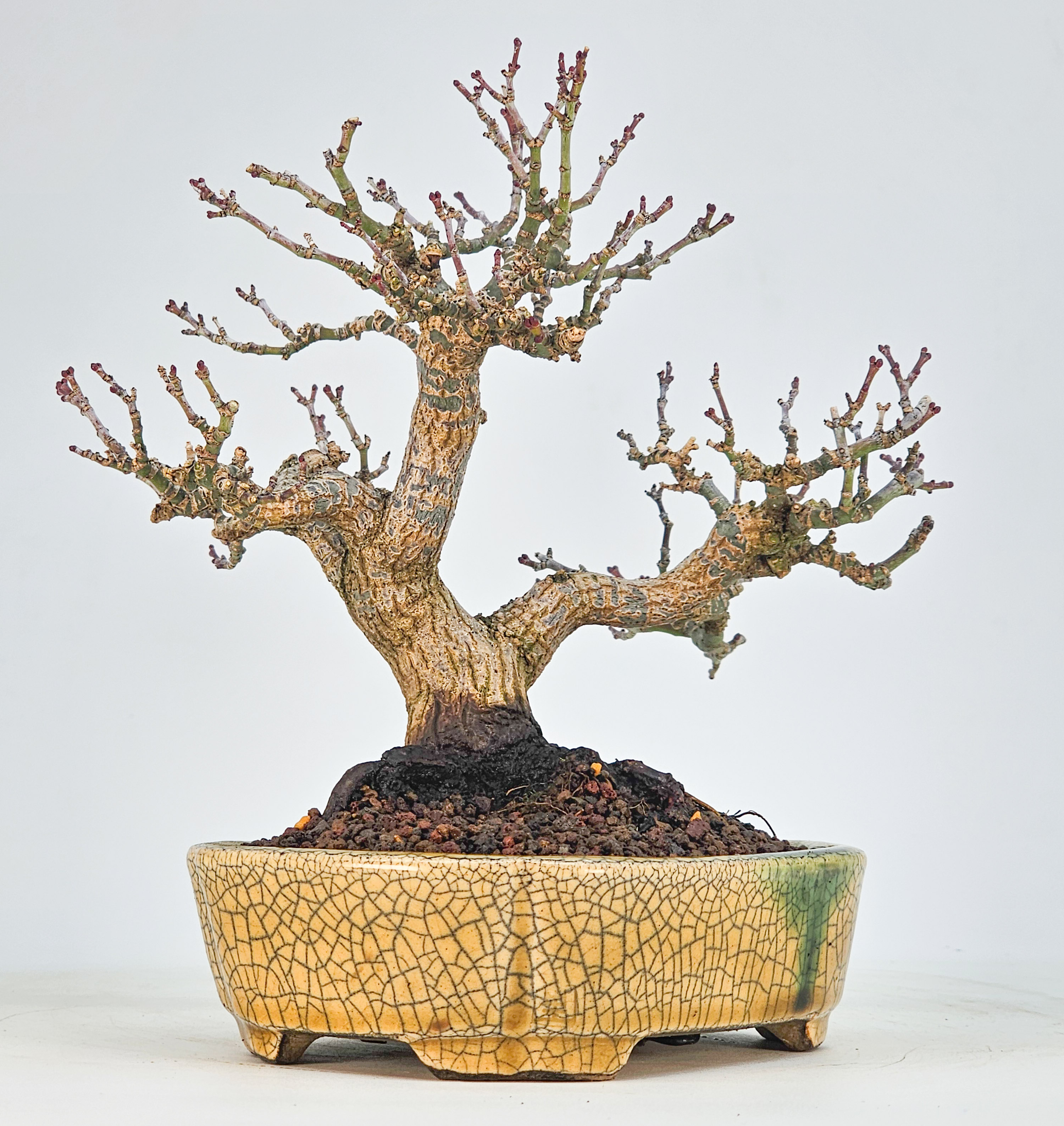 Bonsai Premium Löwenkopfahorn- Acer palmatum Shishigashira Shohin 16cm Video!!