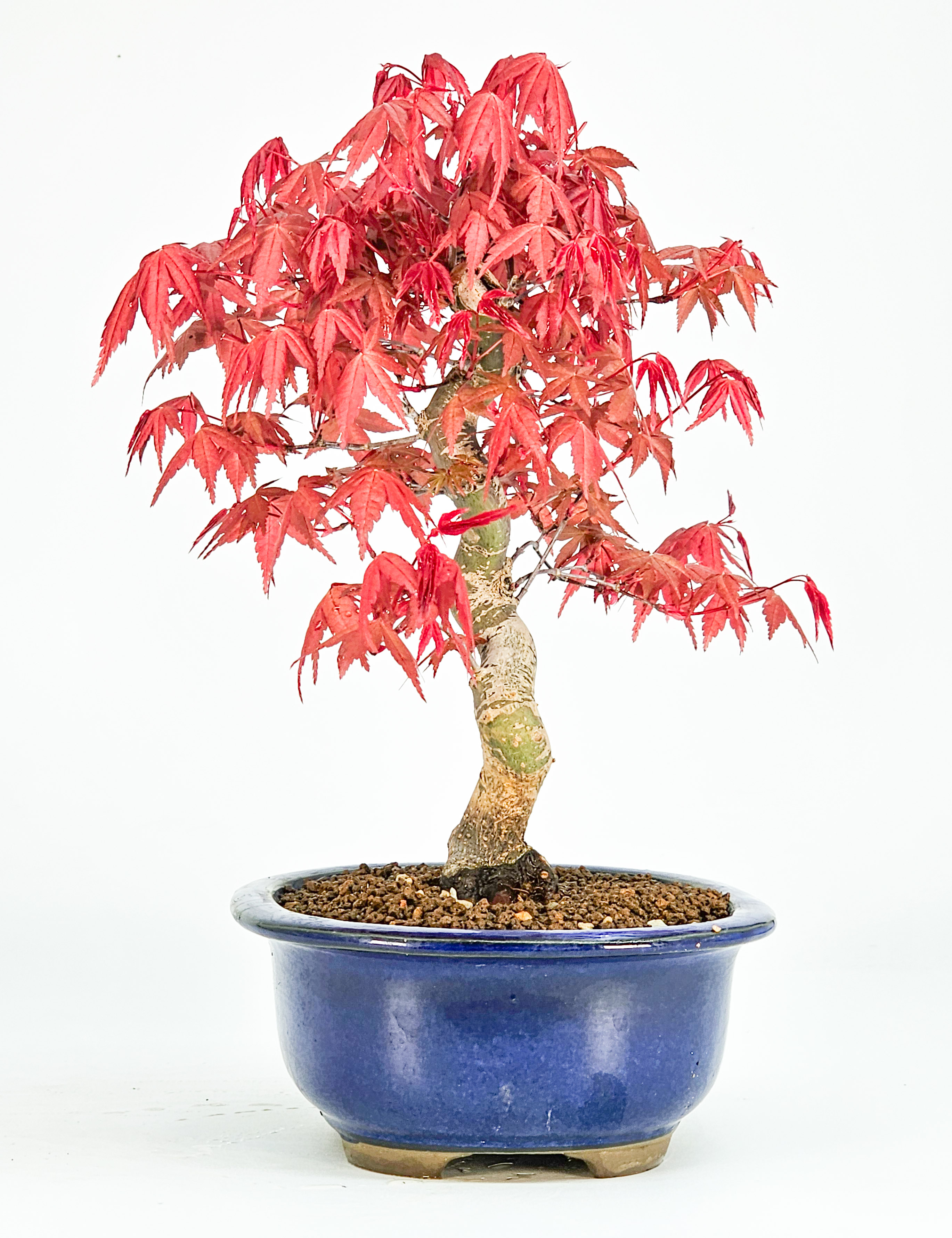 Bonsai Fächerahorn Acer palmatum Deshojo Shohin 21cm  