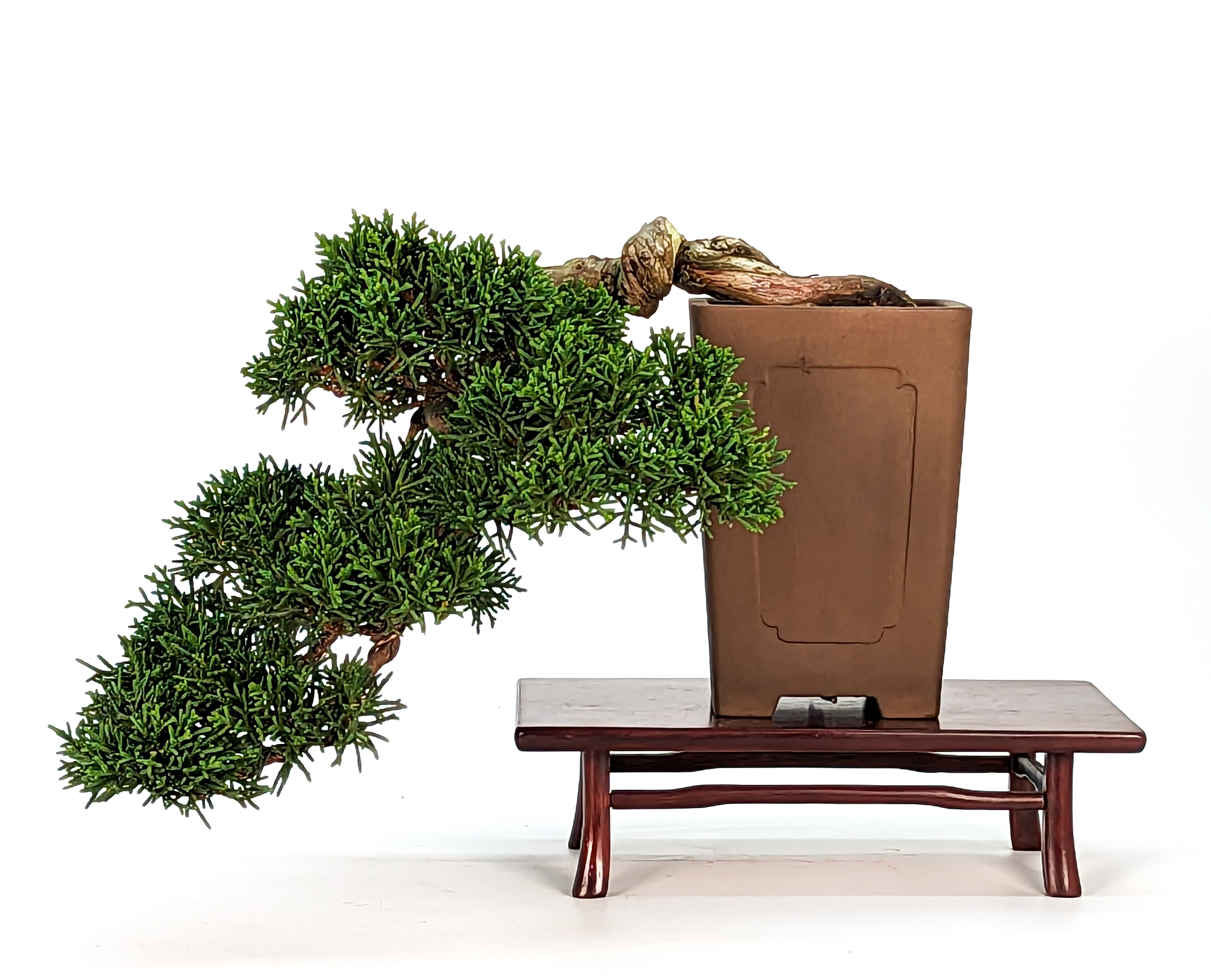 Bonsai Wacholder Juniperus chinensis Kaskade 12cm