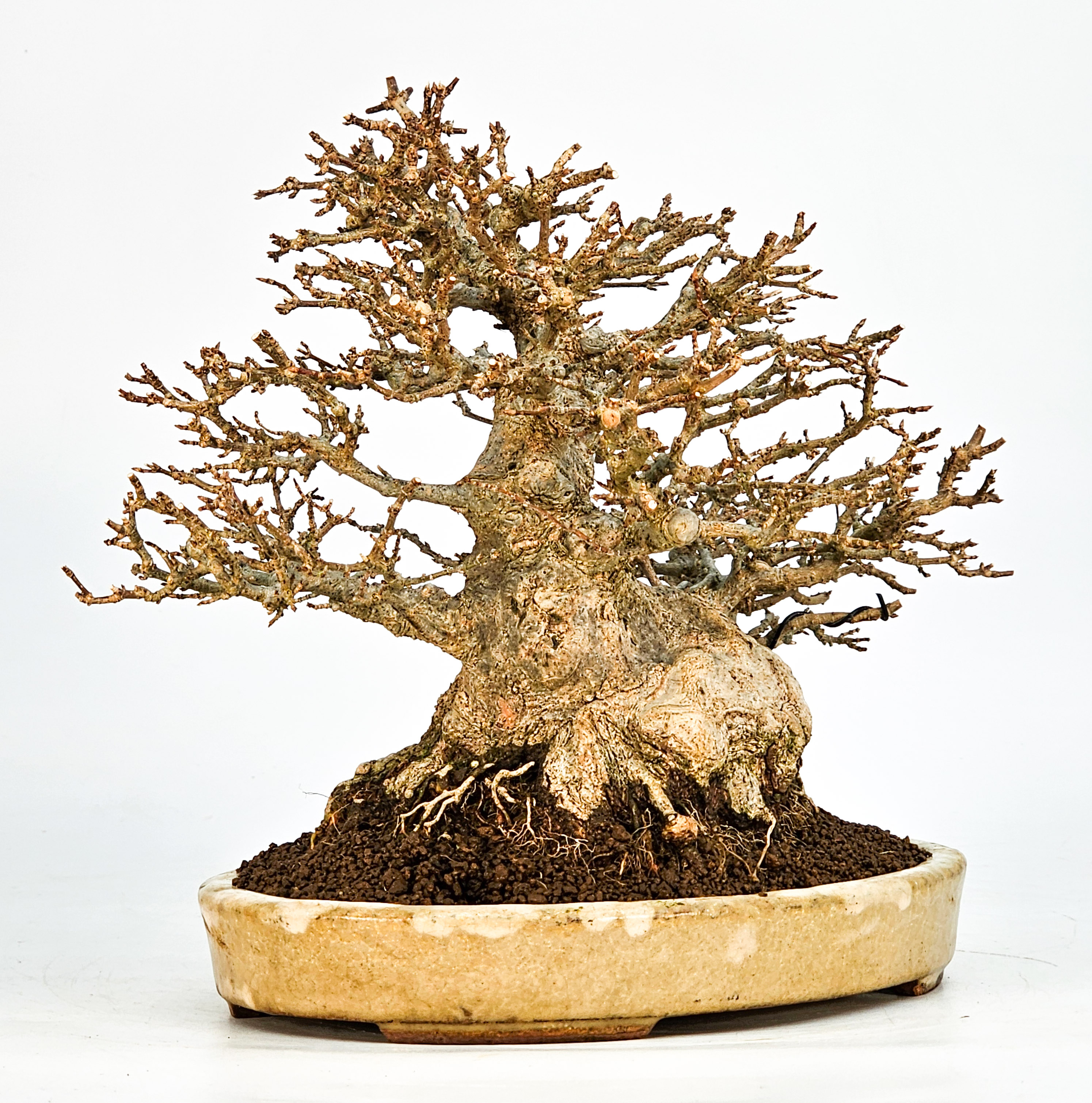 Bonsai Dreispitzahorn - Acer buergerianum 20cm Video!! Bonsai Dreispitzahorn - Acer buergerianum 20cm Video!!
