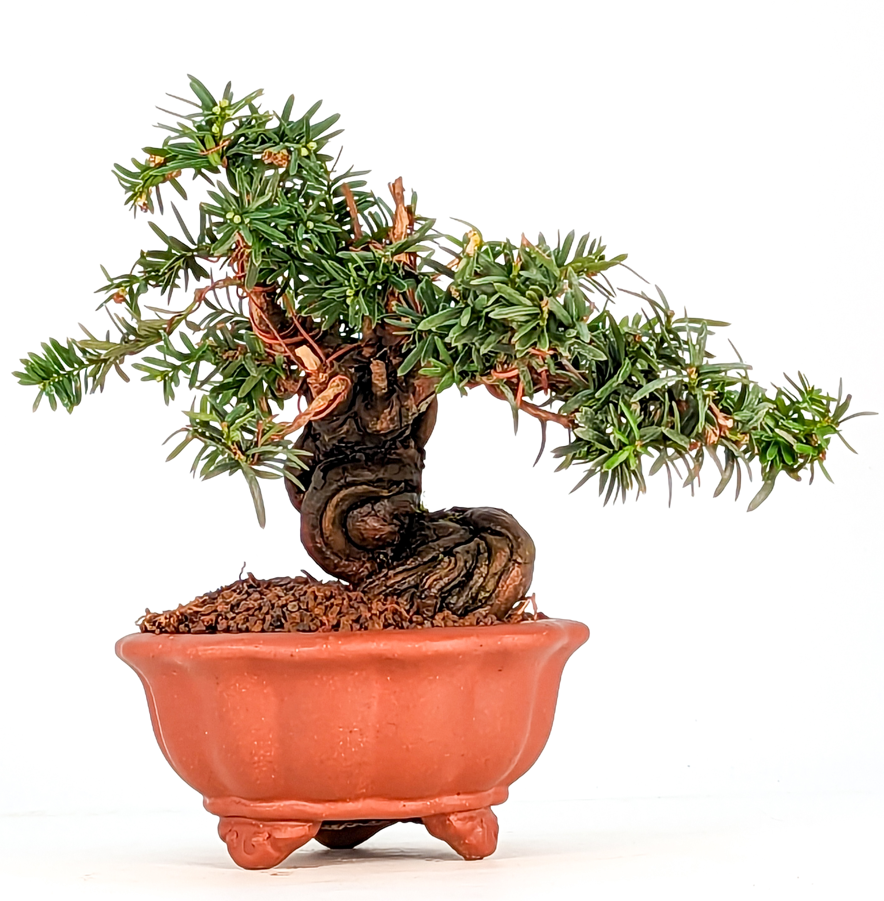 Bonsai Eibe Taxus Shohin 13cm