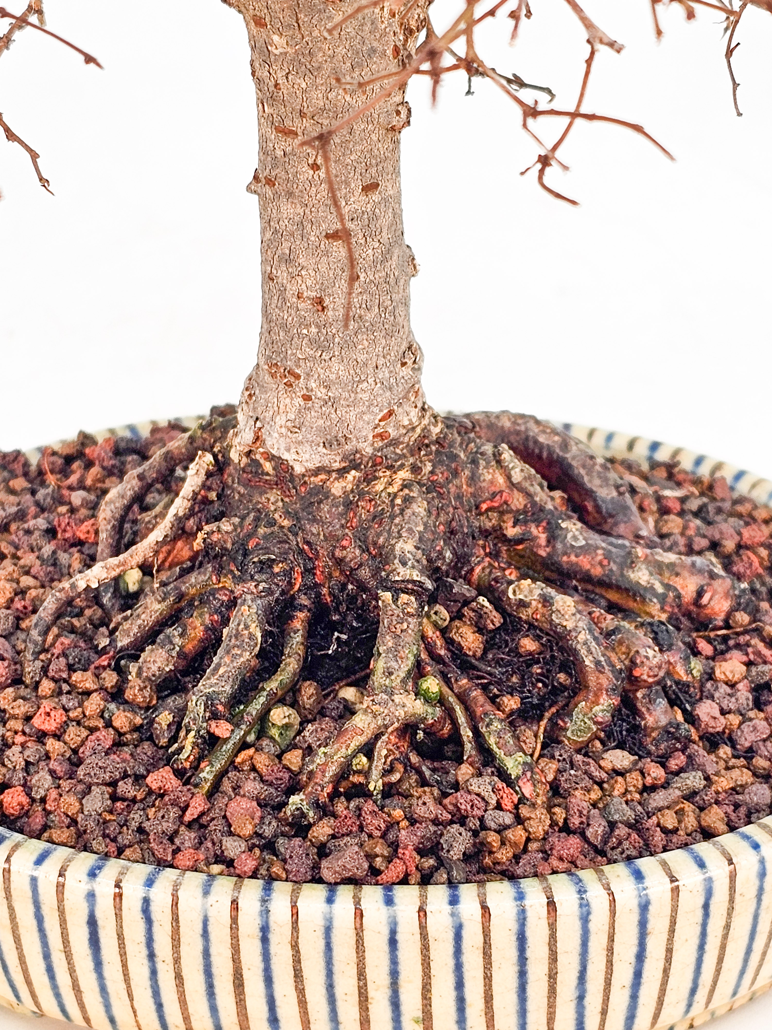 Bonsai Zelkova serrata Shohin 20cm