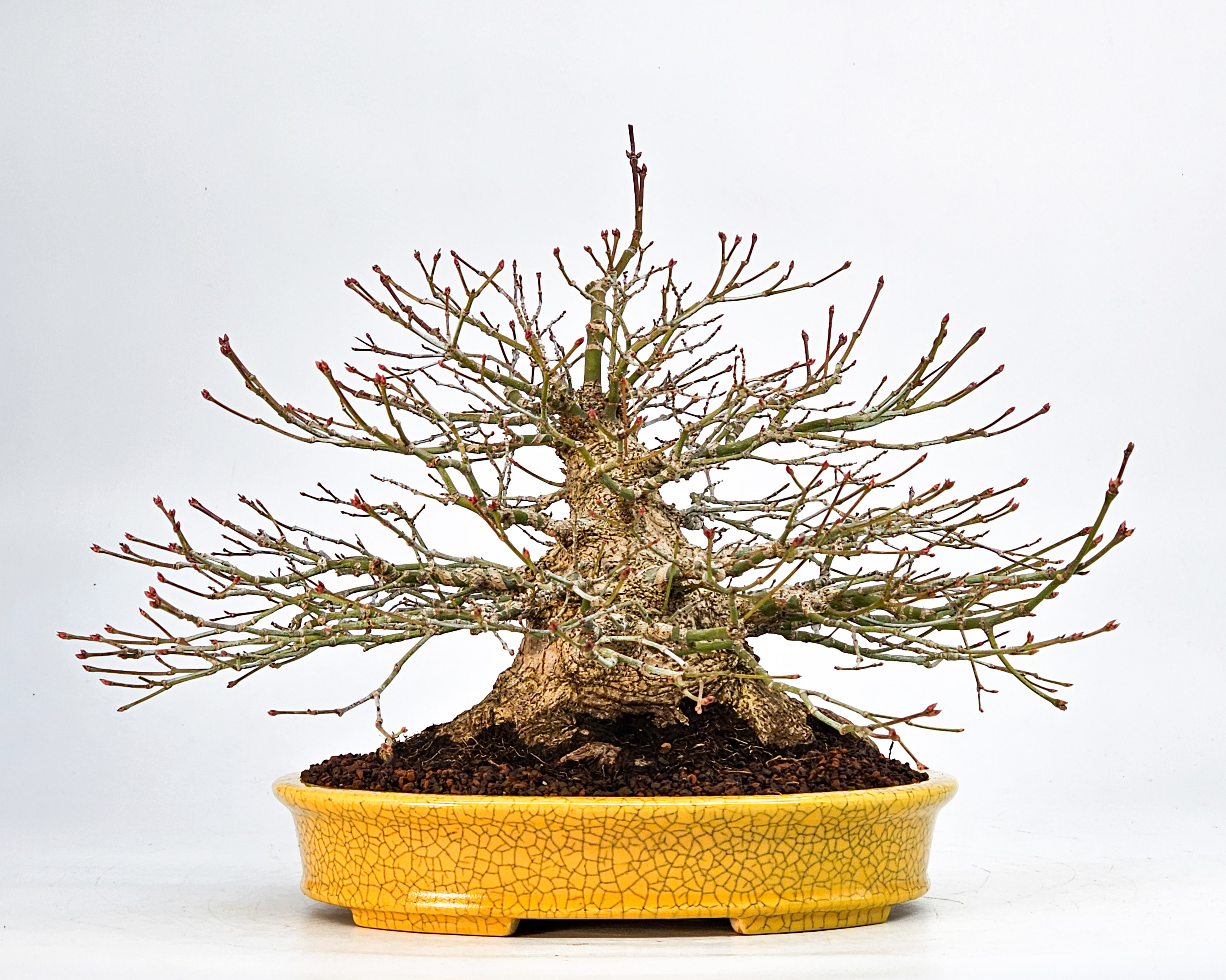 Bonsai Fächerahorn - Acer palmatum Shohin 21cm Video!!