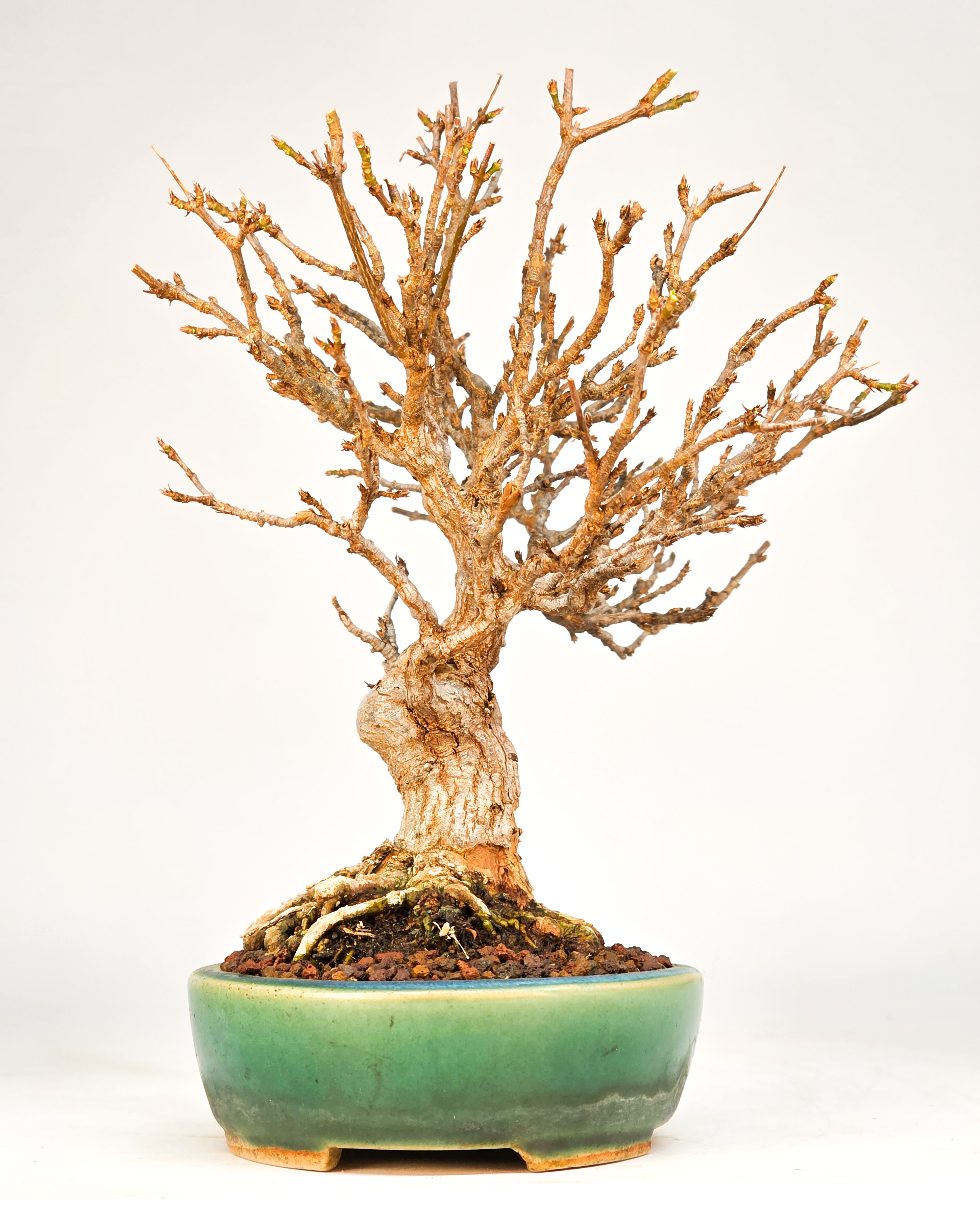 Bonsai Dreispitzahorn - Acer buergerianum 17cm