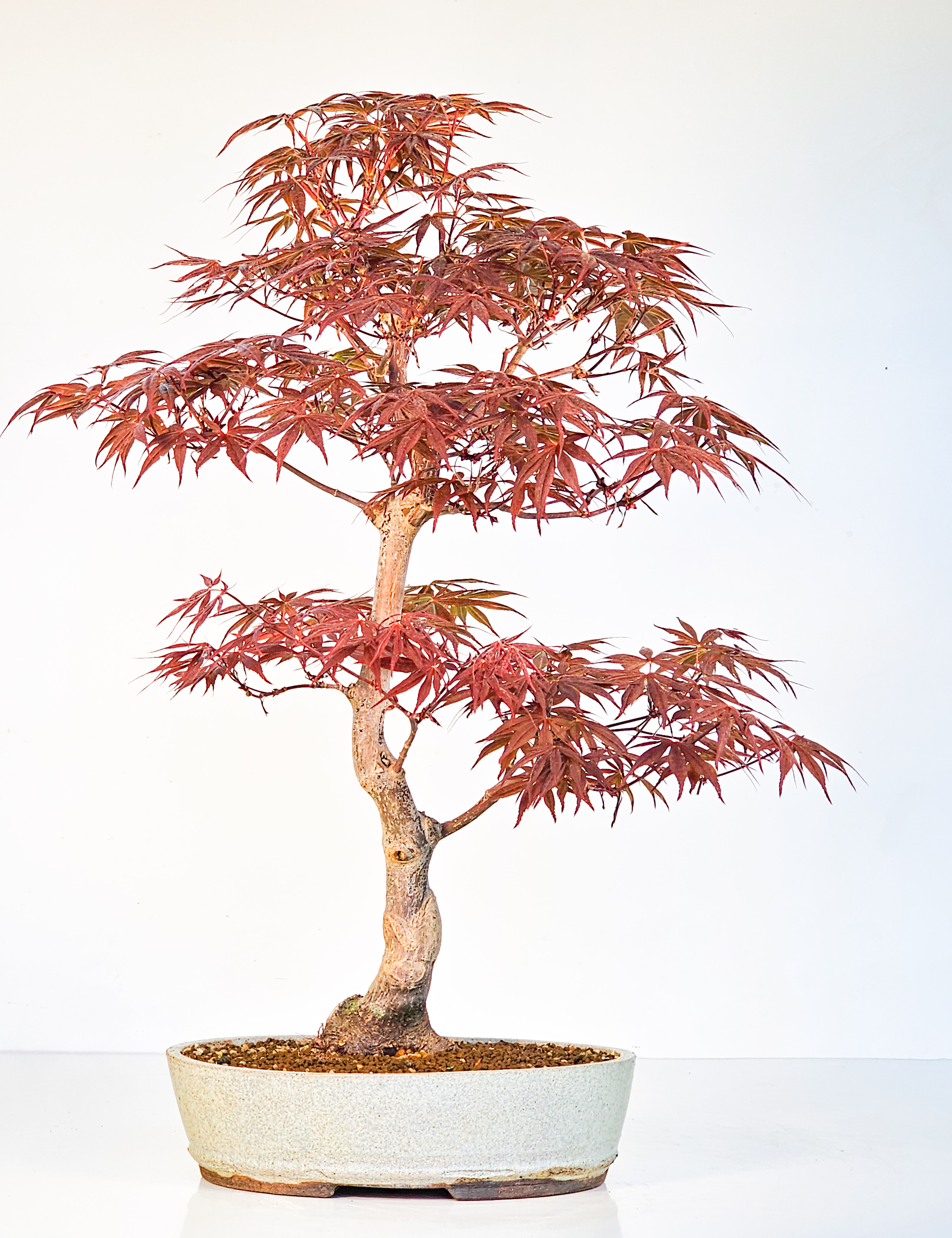 Bonsai Fächerahorn - Acer palmatum Shojo-nomura 52cm 