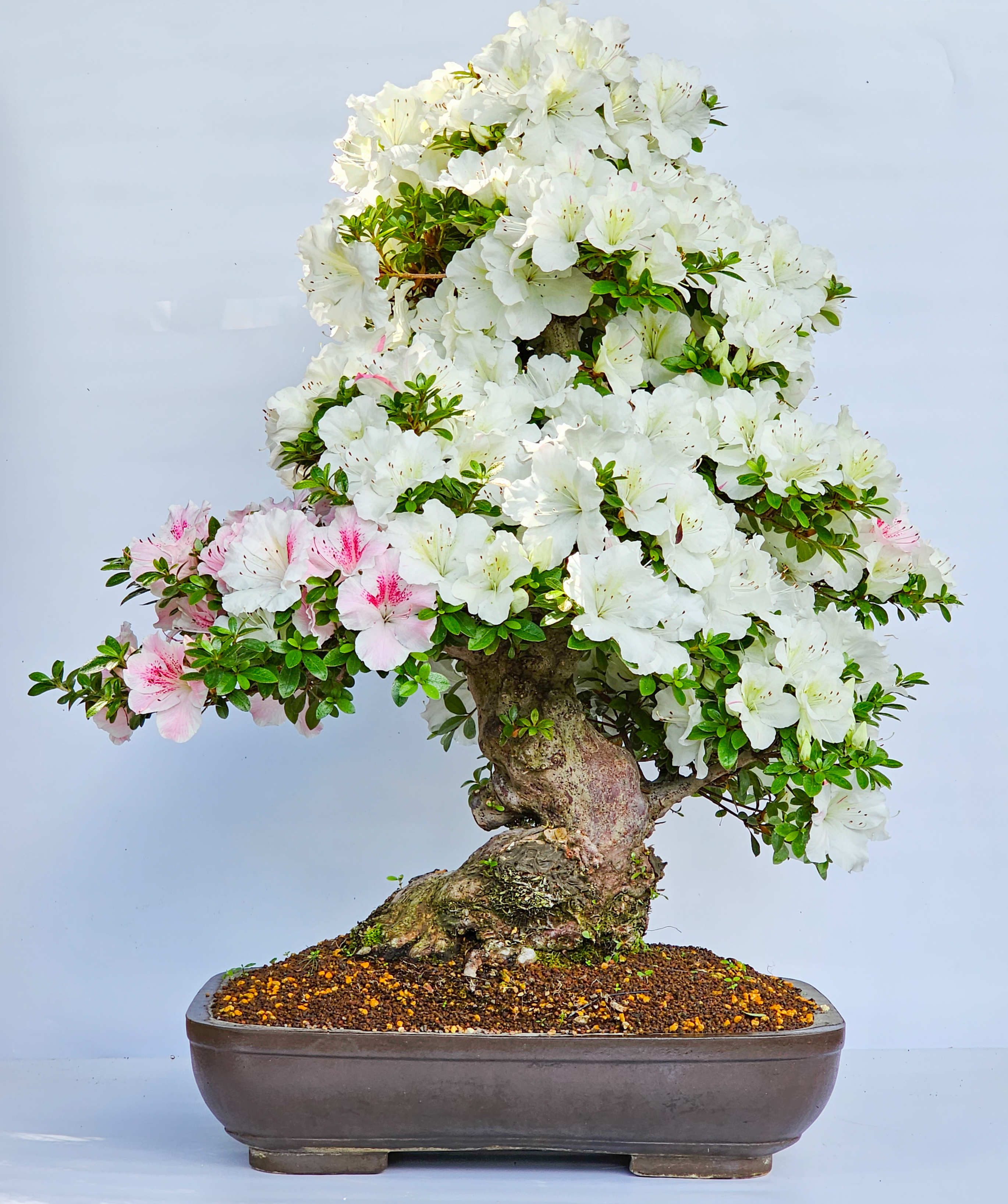 Bonsai Azalee Rhododendron indicum Kaho 70cm 