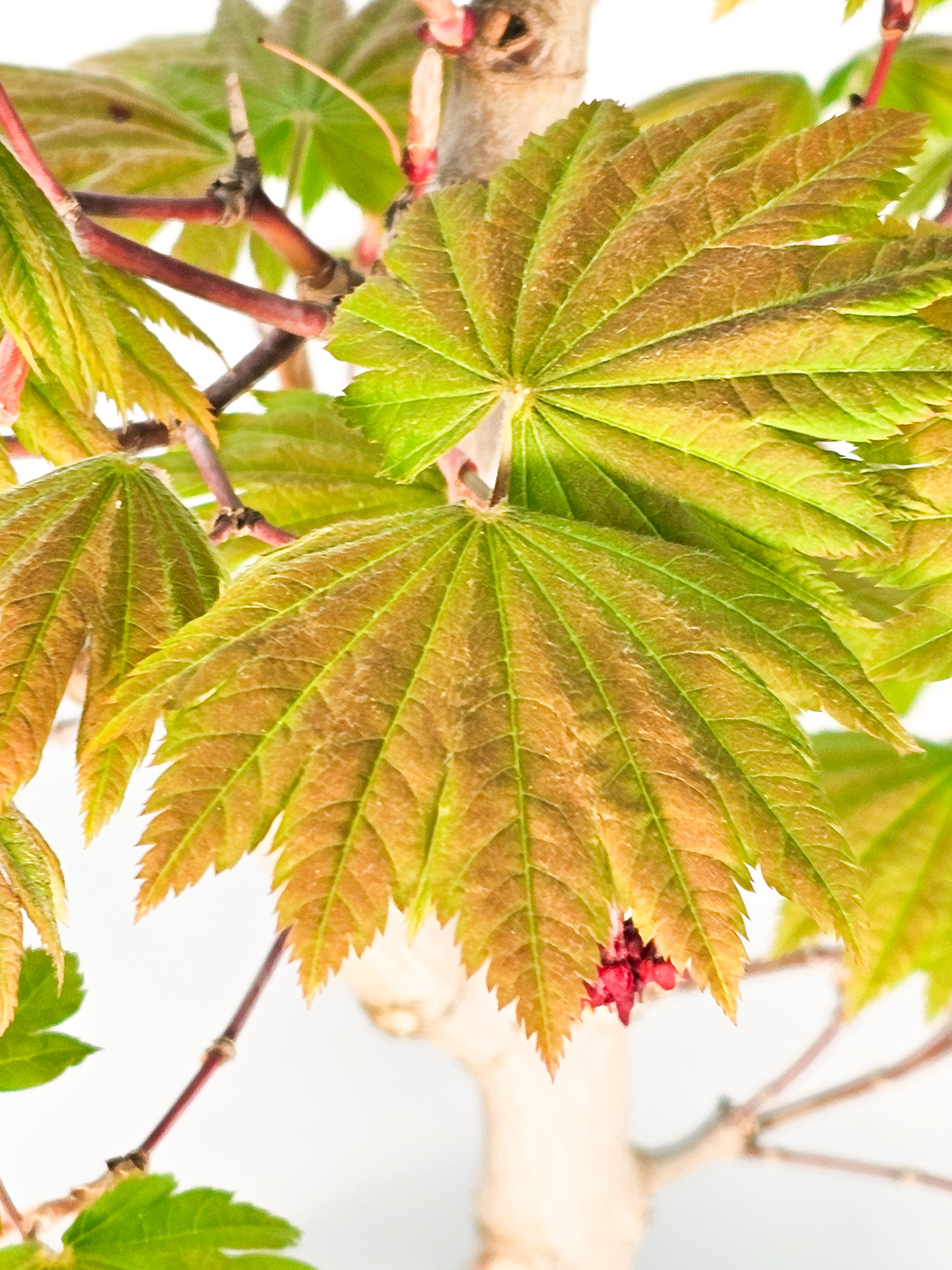 Bonsai Japanischer Ahorn - Acer japonicum 60cm 