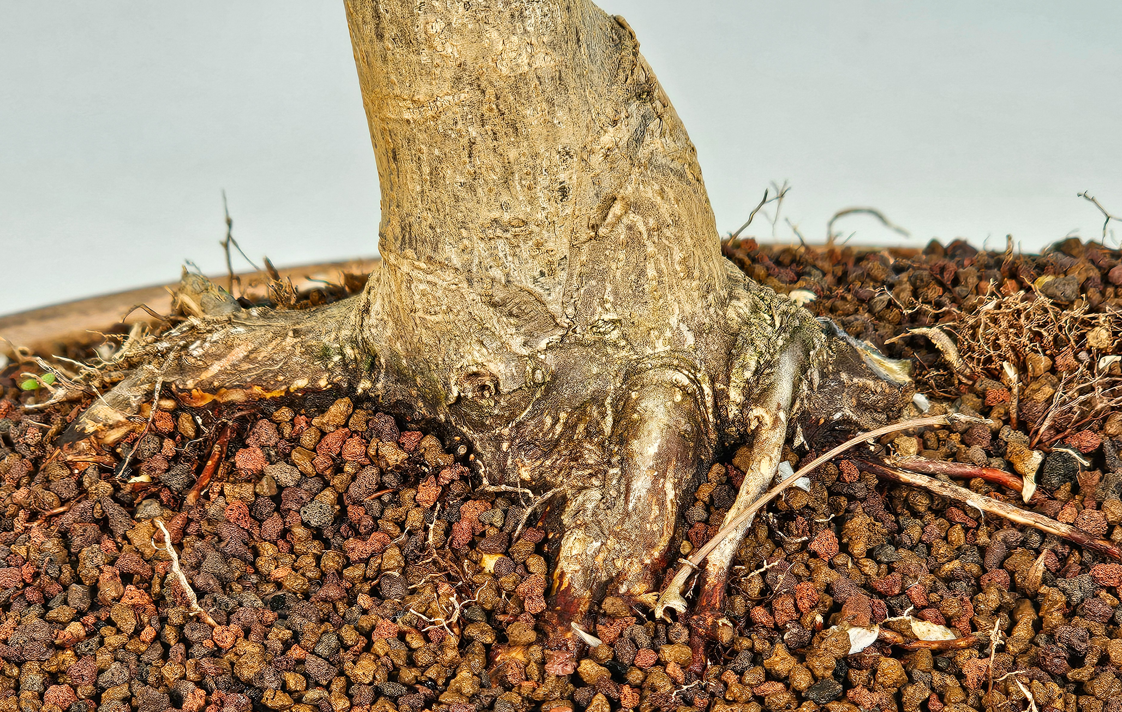 Bonsai Fächerahorn - Acer palmatum Osakazuki 40cm 