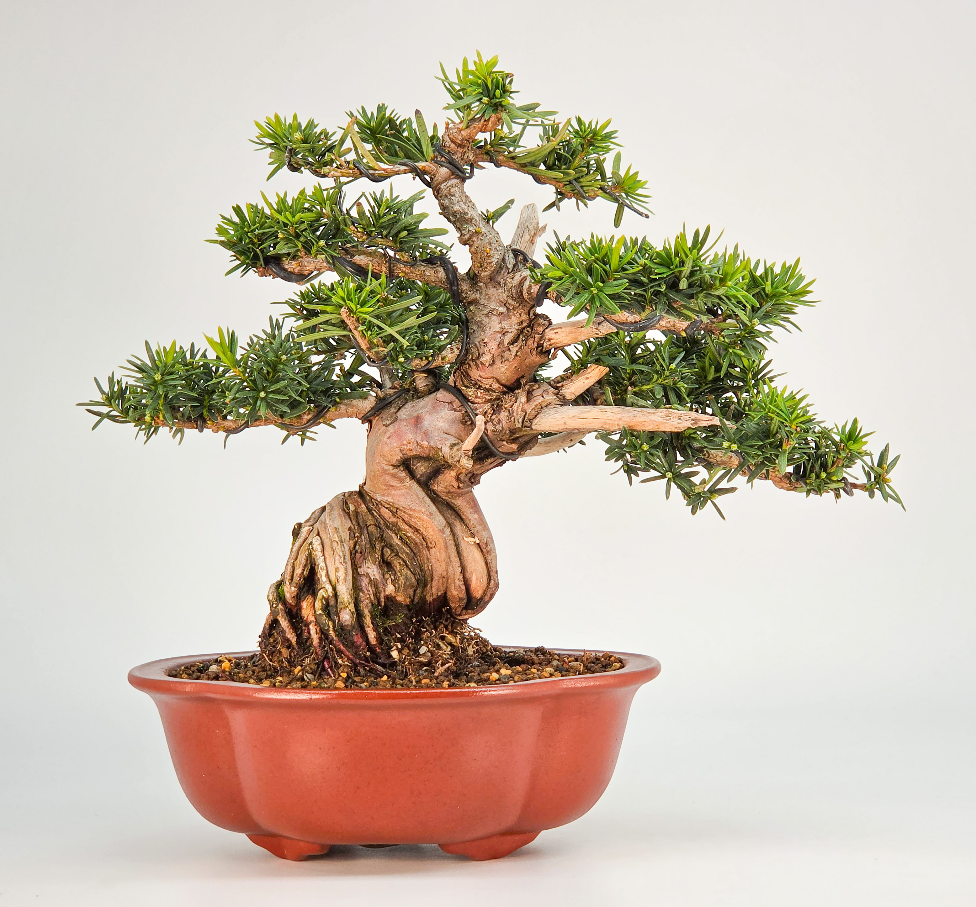 Bonsai Eibe - Taxus Shohin 21cm
