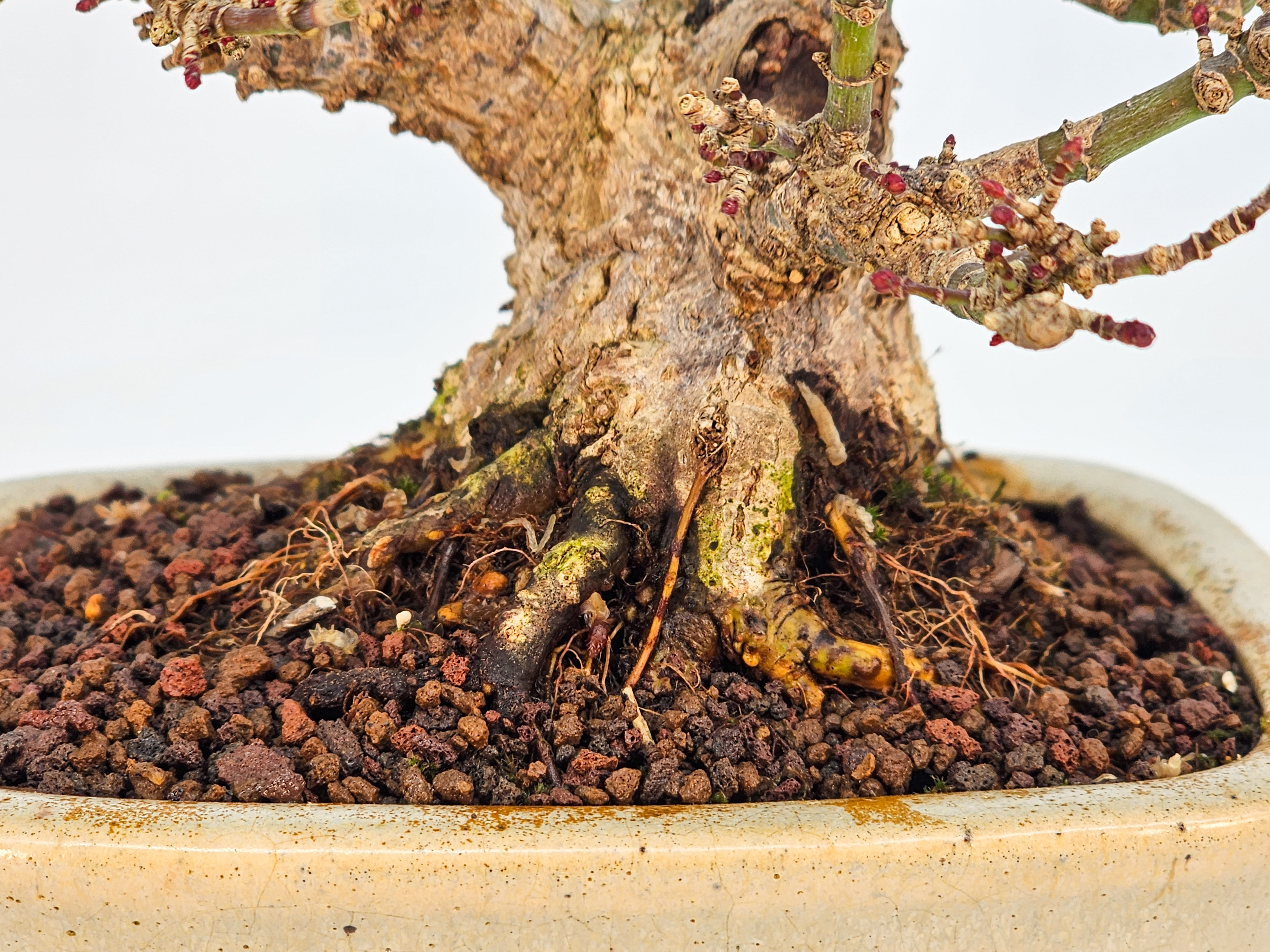 Bonsai Fächerahorn - Acer Palmatum Kotohime Shohin 10cm 