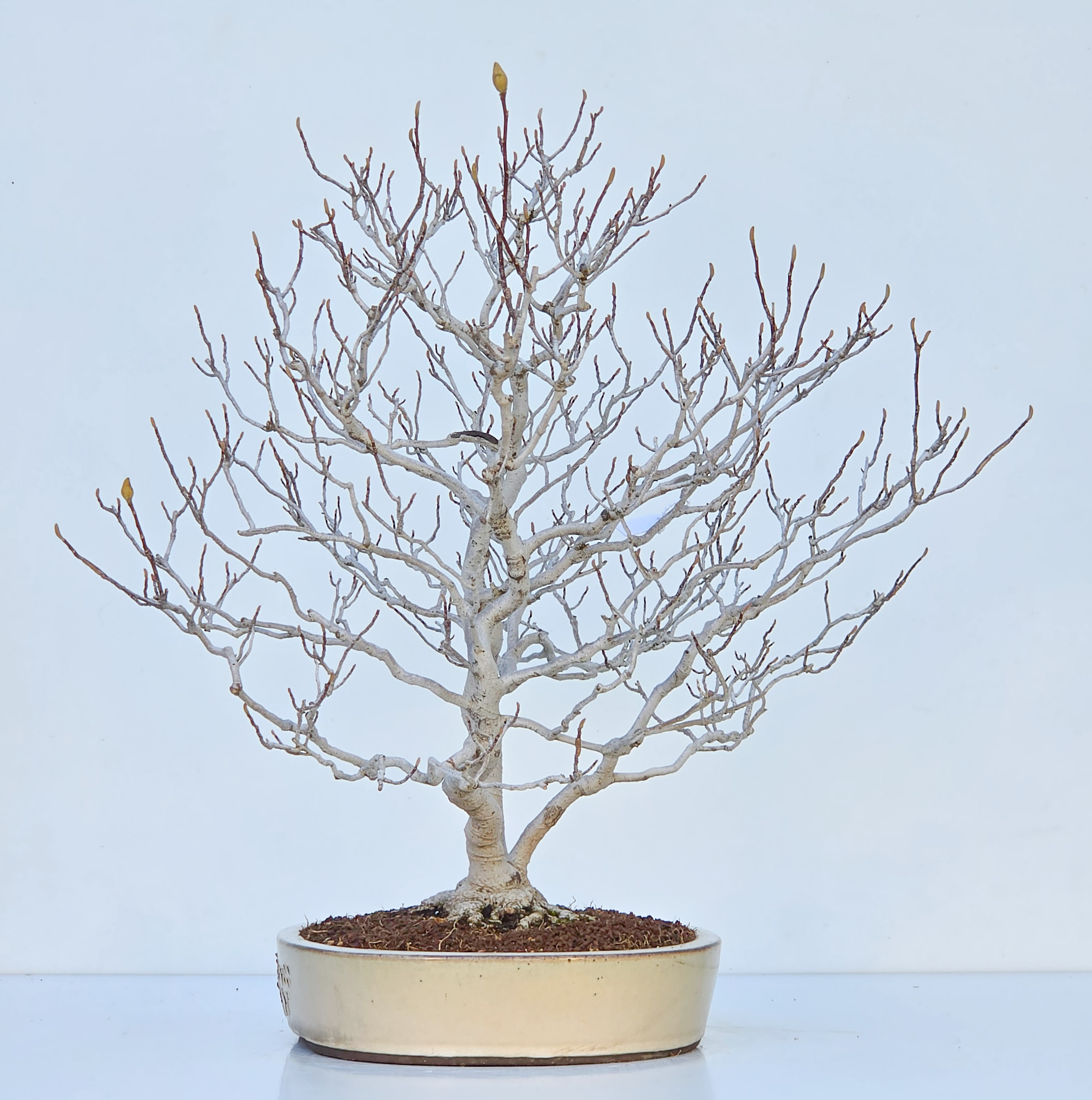 Bonsai Premium Magnolia kobus saucer - Magnolie 55cm