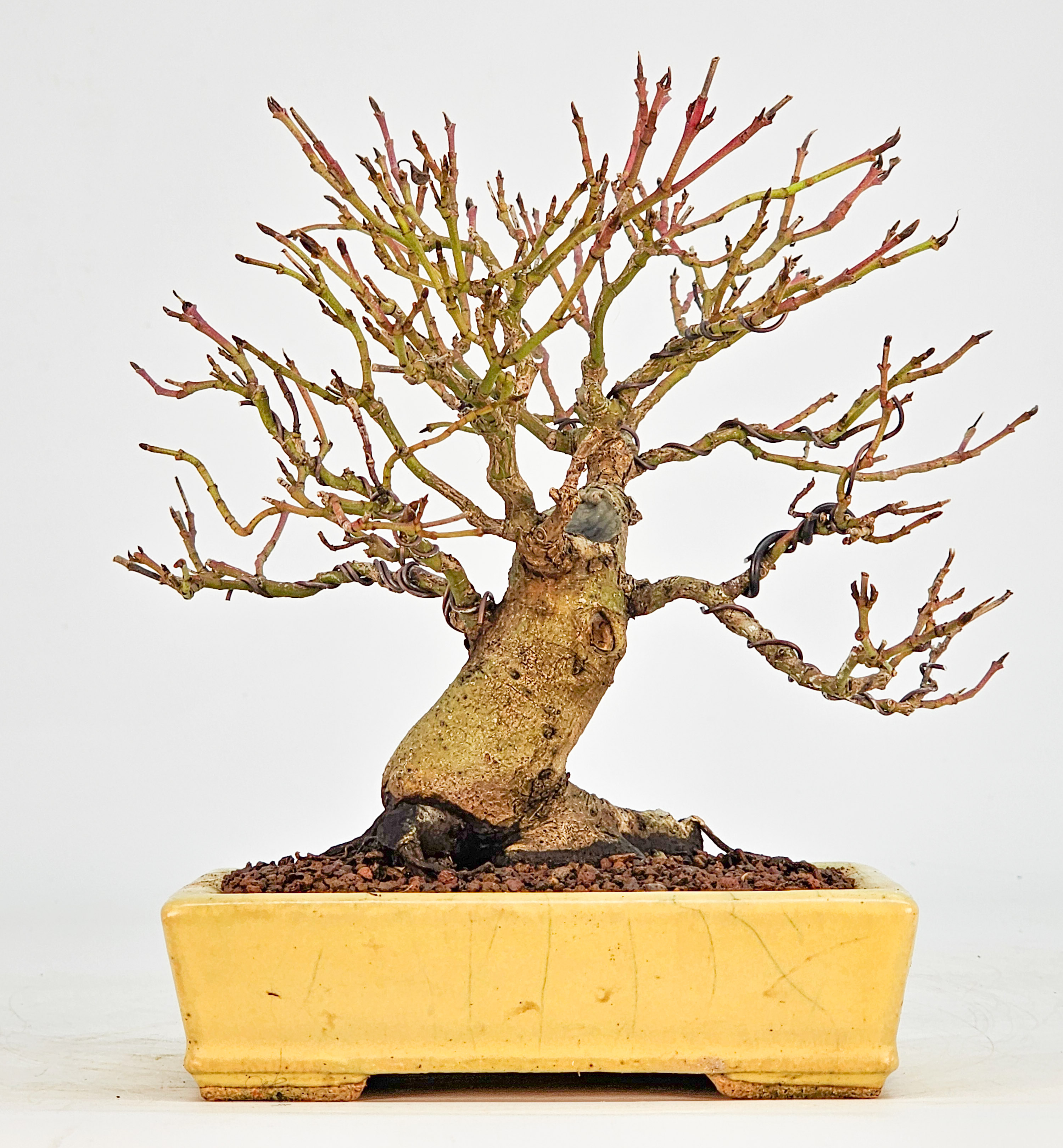 Bonsai Kornelkirsche - Cornus mas Shohin 15cm 