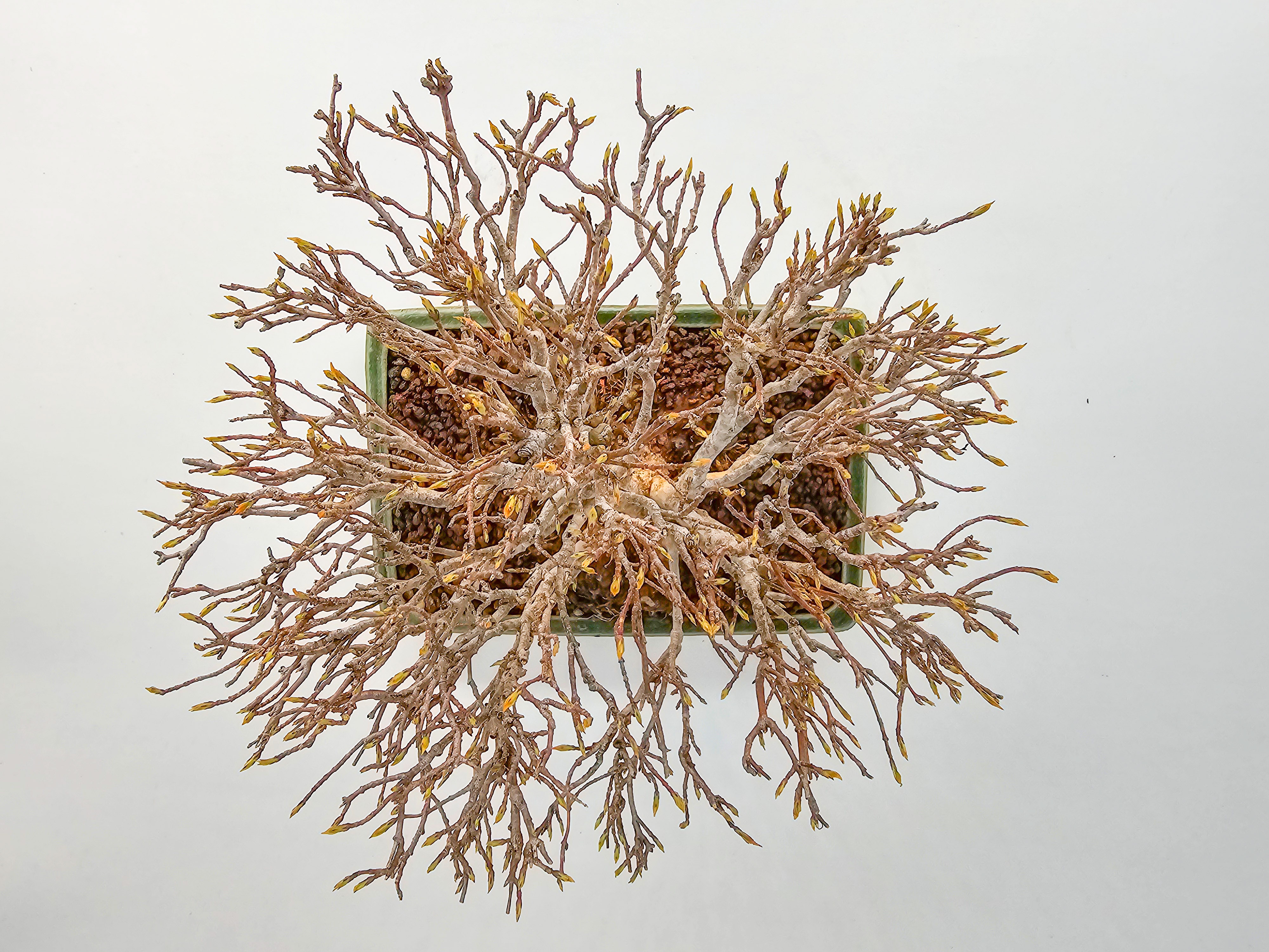 Bonsai Premium Dreispitzahorn - Acer buergerianum Shohin 15cm Video!!