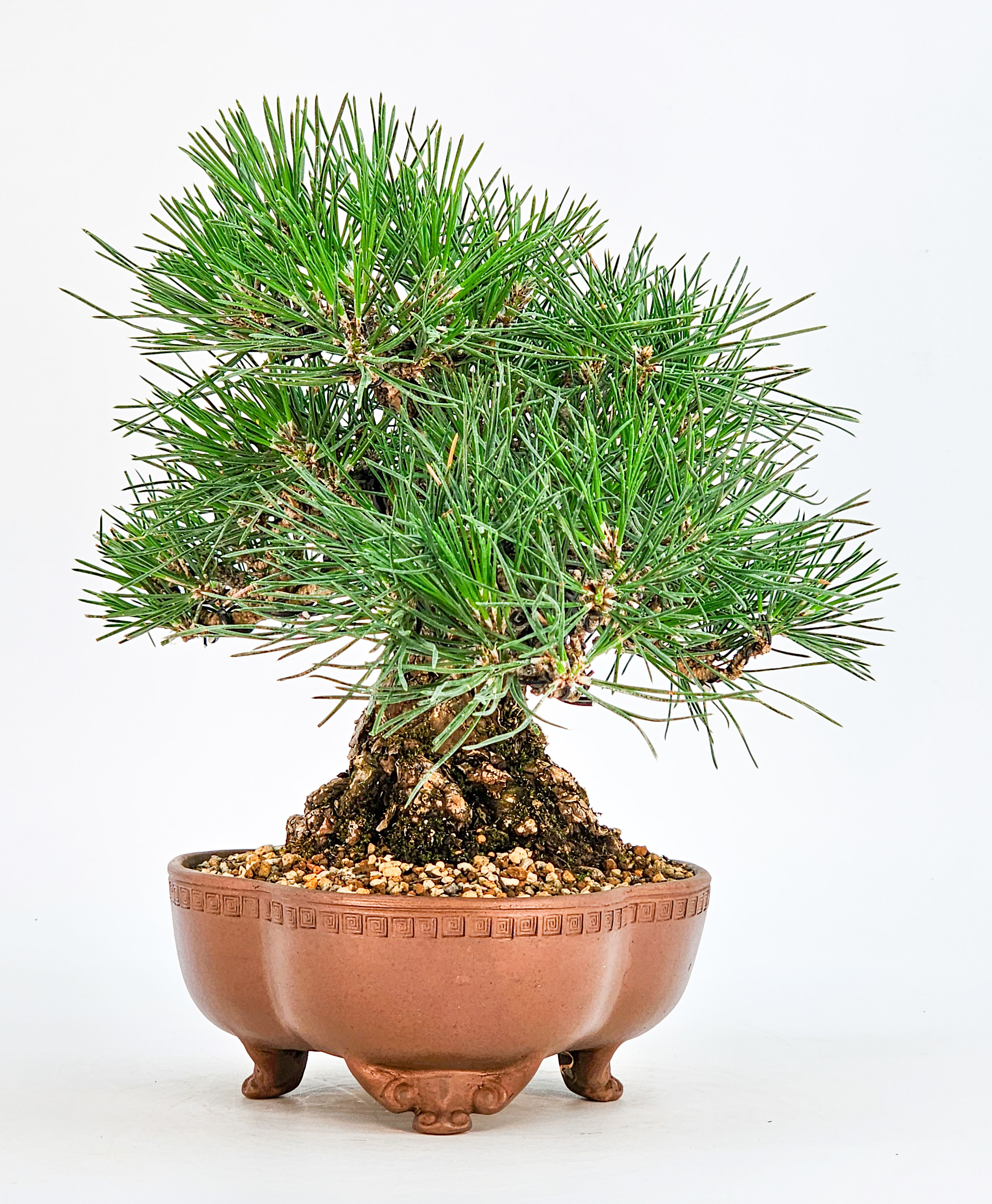 Bonsai Schwarzkiefer - Pinus thunbergii Shohin 20cm